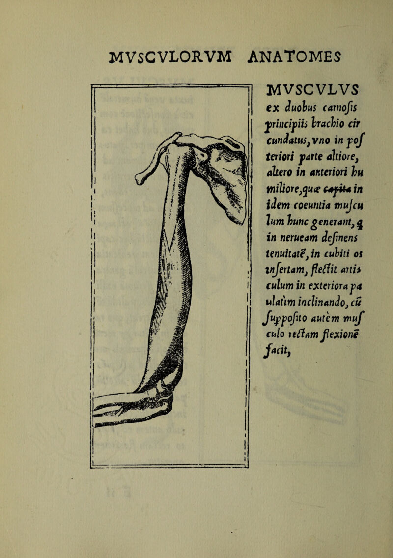 MVSCVLVS ex duobus carnofis principiis brachio cir cundatu$,vno in pof teriori parte altiore} altero in anteriori hi tnilioreflu# c+fti* in idem coeuntia tnujcu lum hunc generant} q in nerueam defmens tenuitate\ in cubiti os infertamj fleflit arth culum in exteriora pa ulatim inclinando} cu Juppofuo autem muj culo retiam flexioni