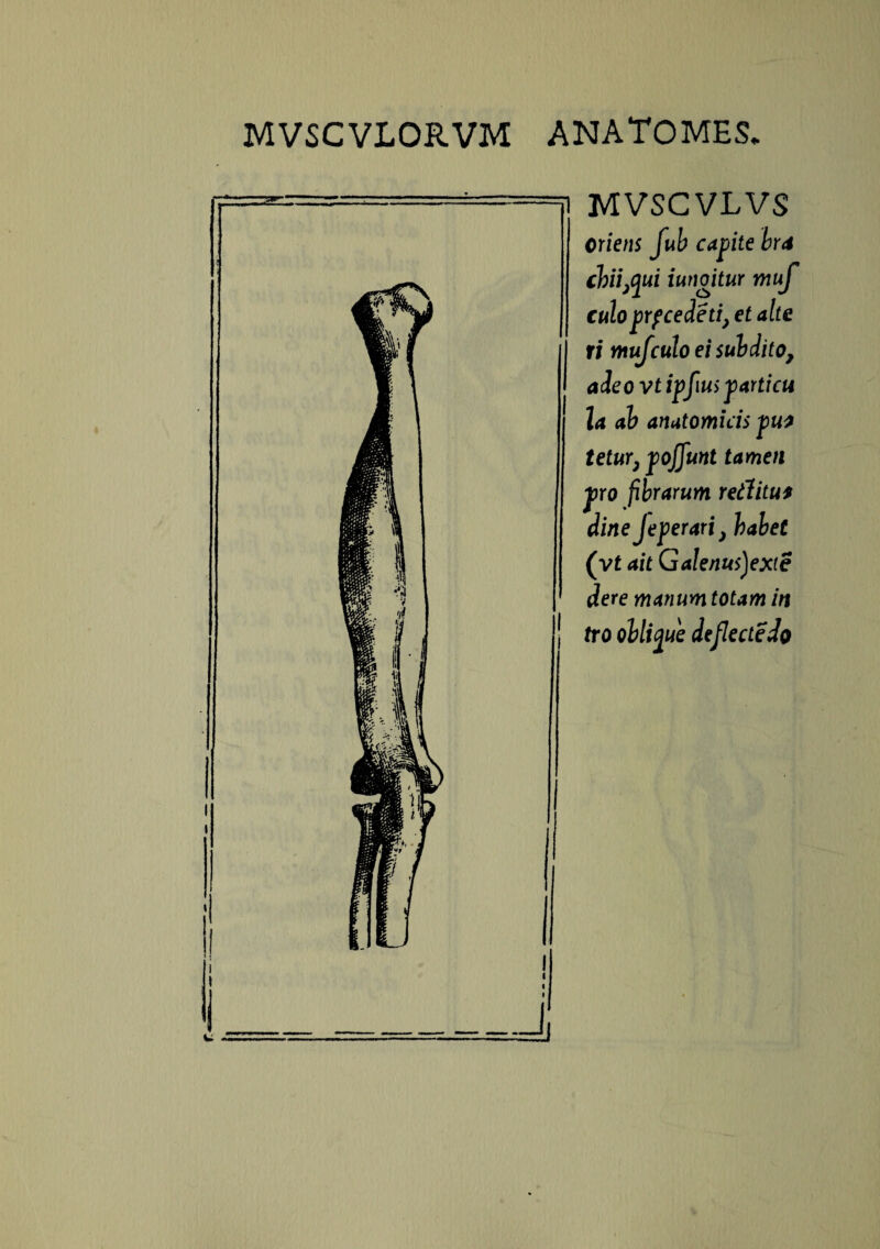 MVSCVLVS oriens fub capite bra chiiflui iungitur muf culoprfcedetiy et alte ri muf culo ei subdito, adeo v£ ip>fiu> particti \a ab anatomicis pus tetur, poffunt tamen pro fibrarum reditus din e J e per ari} habet (yt ait Galenus)ex(e dere manum totam in tro oblique deflecte do