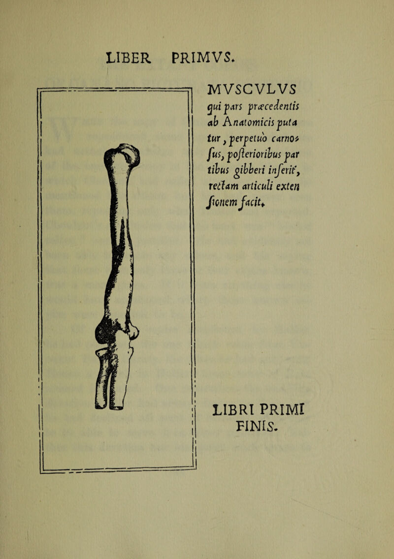 MVSCVLVS gm pars procedentis ab Anatomicis puta tur} perpetuo camo* fus, pojlerioribus par tilus gibberi inferit\ retiam articuli extcn JmemfaciU 1IBRI PRIMI FINIS.