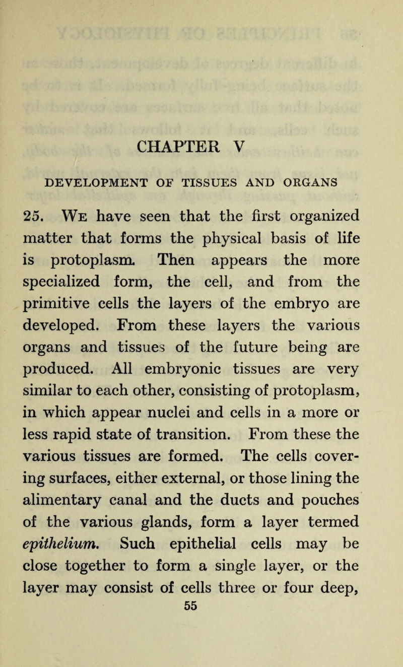 CHAPTER V DEVELOPMENT OF TISSUES AND ORGANS 25. We have seen that the first organized matter that forms the physical basis of life is protoplasm. Then appears the more specialized form, the cell, and from the primitive cells the layers of the embryo are developed. From these layers the various organs and tissues of the future being are produced. All embryonic tissues are very similar to each other, consisting of protoplasm, in which appear nuclei and cells in a more or less rapid state of transition. From these the various tissues are formed. The cells cover¬ ing surfaces, either external, or those lining the alimentary canal and the ducts and pouches of the various glands, form a layer termed epithelium. Such epithelial cells may be close together to form a single layer, or the layer may consist of cells three or four deep,