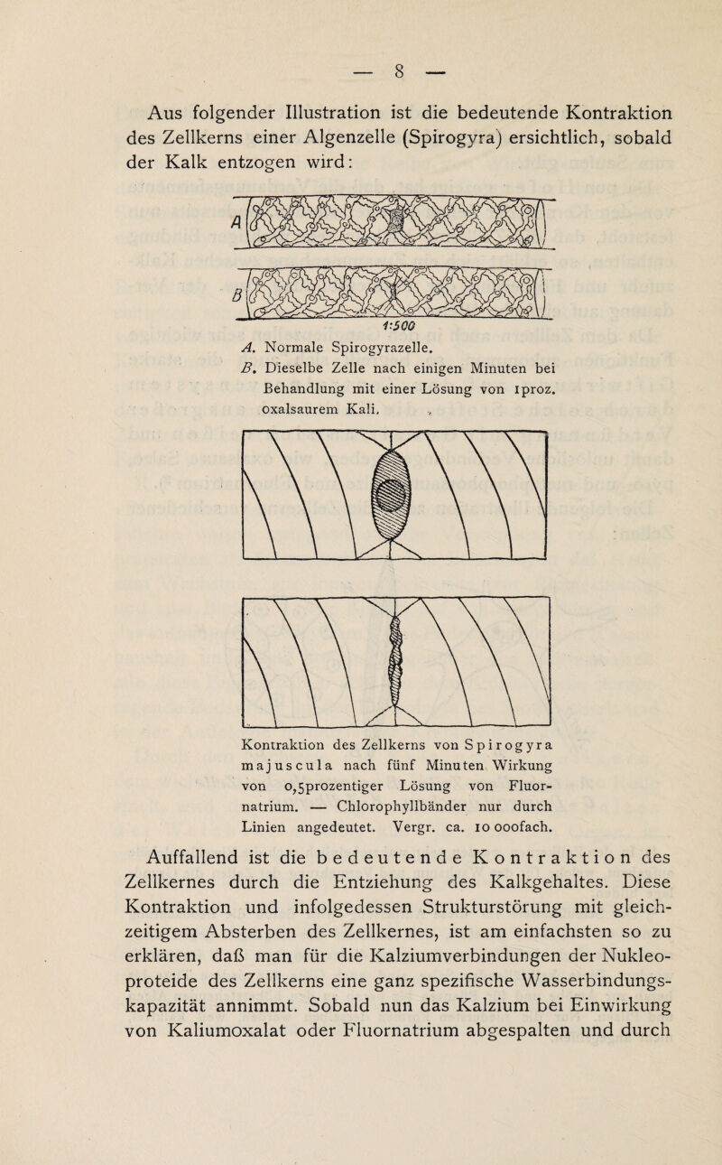 Aus folgender Illustration ist die bedeutende Kontraktion des Zellkerns einer Algenzelle (Spirogyra) ersichtlich, sobald der Kalk entzogen wird: 1:500 A. Normale Spirogyrazelle. B. Dieselbe Zelle nach einigen Minuten bei Behandlung mit einer Lösung von iproz. oxalsaurem Kali, Kontraktion des Zellkerns von Spirogyra majuscula nach fünf Minuten Wirkung von o?5prozentiger Lösung von Fluor¬ natrium, — Chlorophyllbänder nur durch Linien angedeutet. Vergr. ca. io ooofach. Auffallend ist die bedeutende Kontraktion des Zellkernes durch die Entziehung des Kalkgehaltes. Diese Kontraktion und infolgedessen Strukturstörung mit gleich¬ zeitigem Absterben des Zellkernes, ist am einfachsten so zu erklären, daß man für die Kalziumverbindungen der Nukleo- proteide des Zellkerns eine ganz spezifische Wasserbindungs¬ kapazität annimmt. Sobald nun das Kalzium bei Einwirkung von Kaliumoxalat oder Fluornatrium abgespalten und durch