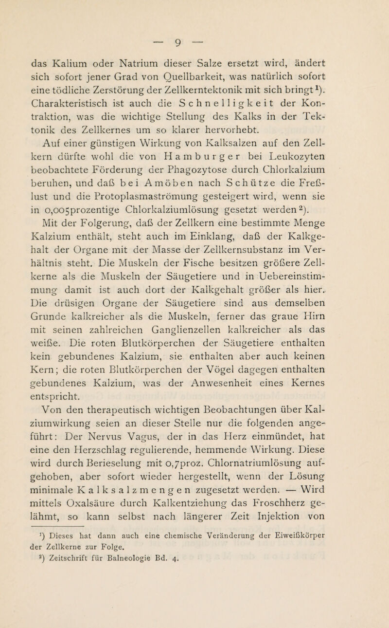 das Kalium oder Natrium dieser Salze ersetzt wird, ändert sich sofort jener Grad von Quellbarkeit, was natürlich sofort eine tödliche Zerstörung der Zellkerntektonik mit sich bringt1). Charakteristisch ist auch die Schnelligkeit der Kon¬ traktion, was die wichtige Stellung des Kalks in der Tek¬ tonik des Zellkernes um so klarer hervorhebt. Auf einer günstigen Wirkung von Kalksalzen auf den Zell¬ kern dürfte wohl die von Hamburger bei Leukozyten beobachtete Förderung der Phagozytose durch Chlorkalzium beruhen, und daß bei Amöben nach Schütze die Freß- lust und die Protoplasmaströmung gesteigert wird, wenn sie in o,005prozentige Chlorkalziumlösung gesetzt werden2). Mit der Folgerung, daß der Zellkern eine bestimmte Menge Kalzium enthält, steht auch im Einklang, daß der Kalkge¬ halt der Organe mit der Masse der Zellkernsubstanz im Ver¬ hältnis steht. Die Muskeln der Fische besitzen größere Zell¬ kerne als die Muskeln der Säugetiere und in Uebereinstim- mung damit ist auch dort der Kalkgehalt größer als hier. Die drüsigen Organe der Säugetiere sind aus demselben Grunde kalkreicher als die Muskeln, ferner das graue Hirn mit seinen zahlreichen Ganglienzellen kalkreicher als das weiße. Die roten Blutkörperchen der Säugetiere enthalten kein gebundenes Kalzium, sie enthalten aber auch keinen Kern; die roten Blutkörperchen der Vögel dagegen enthalten gebundenes Kalzium, was der Anwesenheit eines Kernes entspricht. Von den therapeutisch wichtigen Beobachtungen über Kal¬ ziumwirkung seien an dieser Steile nur die folgenden ange¬ führt: Der Nervus Vagus, der in das Herz einmündet, hat eine den Herzschlag regulierende, hemmende Wirkung. Diese wird durch Berieselung mit o,7proz. Chlornatriumlösung auf¬ gehoben, aber sofort wieder hergestellt, wenn der Lösung minimale Kalksalz mengen zugesetzt werden. — Wird mittels Oxalsäure durch Kalkentziehung das Froschherz ge¬ lähmt, so kann selbst nach längerer Zeit Injektion von 3) Dieses hat dann auch eine chemische Veränderung der Eiweißkörper der Zellkerne zur Folge. 2) Zeitschrift für Balneologie Bd. 4.