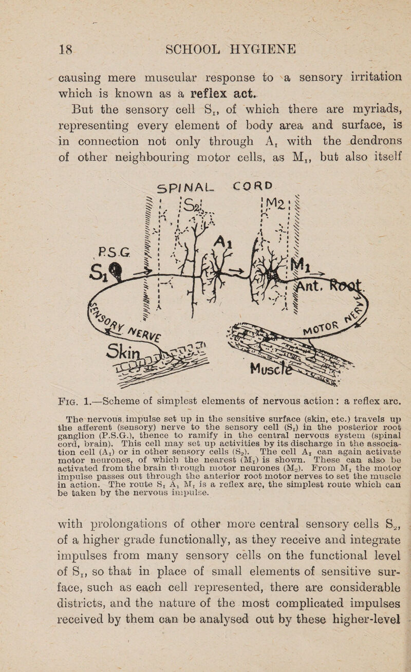 causing mere muscular response to a sensory irritation which is known as a reflex act. But the sensory cell Sx, of which there are myriads, representing every element of body area and surface, is in connection not only through At with the dendrons of other neighbouring motor cells, as Mx, but also itself CORD SPINAL Fig. 1.—Scheme of simplest elements of nervous action : a reflex arc. The nervous impulse set up in the sensitive surface (skin, etc.) travels up the afferent (sensory) nerve to the sensory cell (S^ in the posterior root ganglion (P.S.G.), thence to ramify in the central nervous system (spinal cord, brain). This cell may set up activities by its discharge in the associa¬ tion cell (Ad or in other sensory cells (S2). The cell Ax can again activate motor neurones, of which the nearest (Mx) is shown. These can also be activated from the brain through motor neurones (M2). From Mx the motor impulse passes out through the anterior root motor nerves to set the muscle in action. The route Sx Ax Mr is a reflex arc, the simplest route which can be taken by the nervous impulse. with prolongations of other more central sensory cells S2, of a higher grade functionally, as they receive and integrate impulses from many sensory cells on the functional level of SIf so that in place of small elements of sensitive sur¬ face, such as each cell represented, there are considerable districts, and the nature of the most complicated impulses received by them can be analysed out by these higher-level