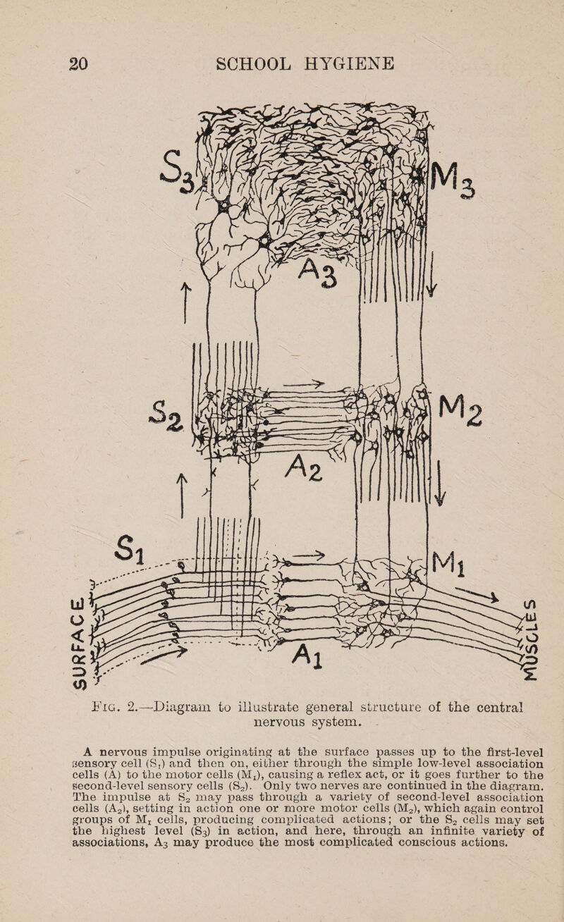 SURFACE Fig. 2.—-Diagram to illustrate general structure of the central nervous system. A nervous impulse originating at the surface passes up to the first-level sensory cell (S,) and then on, either through the simple low-level association cells (A) to the motor cells (Mt), causing a reflex act, or it goes further to the second-level sensory cells (S2). Only two nerves are continued in the diagram. The impulse at S2 may pass through a variety of second-level association cells (A2), setting in action one or more motor cells (M2), which again control groups of Mr cells, producing complicated actions; or the S2 cells may set the highest level (S3) in action, and here, through an infinite variety of associations, A3 may produce the most complicated conscious actions.