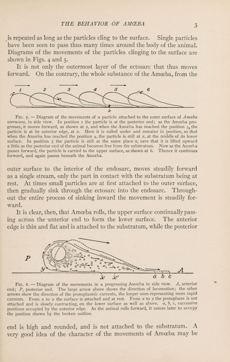 is repeated as long as the particles cling to the surface. Single particles have been seen to pass thus many times around the body of the animal. Diagrams of the movements of the particles clinging to the surface are shown in Figs. 4 and 5. It is not only the outermost layer of the ectosarc that thus moves forward. On the contrary, the whole substance of the Amoeba, from the Fig. 5. — Diagram of the movements of a particle attached to the outer surface of Amoeba verrucosa, in side view. In position i the particle is at the posterior end; as the Amoeba pro¬ gresses, it moves forward, as shown at 2, and when the Amoeba has reached the position 3, the particle is at its anterior edge, at x. Here it is rolled under and remains in position, so that when the Amoeba has reached the position 4, the particle is still at x, at the middle of its lower surface. In position 5 the particle is still at the same place x, save that it is lifted upward a little as the posterior end of the animal becomes free from the substratum. Now as the Amoeba passes forward, the particle is carried to the upper surface, as shown at 6. Thence it continues forward, and again passes beneath the Amoeba. outer surface to the interior of the endosarc, moves steadily forward as a single stream, only the part in contact with the substratum being at rest. At times small particles are at first attached to the outer surface, then gradually sink through the ectosarc into the endosarc. Through¬ out the entire process of sinking inward the movement is steadily for¬ ward. It is clear, then, that Amoeba rolls, the upper surface continually pass¬ ing across the anterior end to form the lower surface. The anterior edge is thin and flat and is attached to the substratum, while the posterior end; P, posterior end. The large arrow above shows the direction of locomotion; the other arrows show the direction of the protoplasmic currents, the longer ones representing more rapid currents. From a to x the surface is attached and at rest. From x to y the protoplasm is not attached and is slowly contracting, on the lower surface as well as above, a, b, c, successive positions occupied by the anterior edge. As the animal rolls forward, it comes later to occupy the position shown by the broken outline. end is high and rounded, and is not attached to the substratum. A very good idea of the character of the movements of Amoeba may be