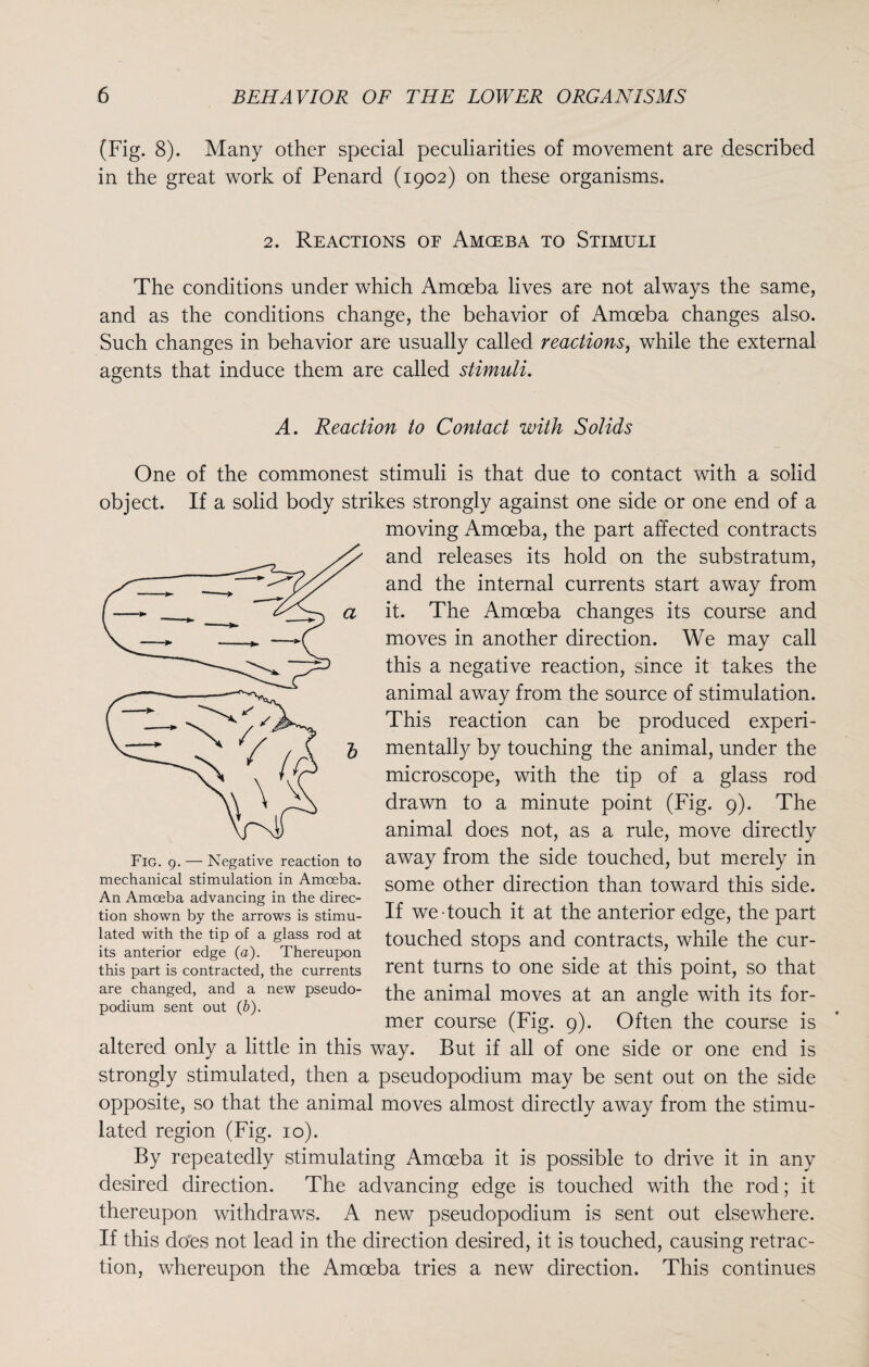 (Fig. 8). Many other special peculiarities of movement are described in the great work of Penard (1902) on these organisms. 2. Reactions of Amceba to Stimuli The conditions under which Amceba lives are not always the same, and as the conditions change, the behavior of Amceba changes also. Such changes in behavior are usually called reactions, while the external agents that induce them are called stimuli. A. Reaction to Contact with Solids One of the commonest stimuli is that due to contact with a solid object. If a solid body strikes strongly against one side or one end of a moving Amoeba, the part affected contracts and releases its hold on the substratum, and the internal currents start away from it. The Amoeba changes its course and moves in another direction. We may call this a negative reaction, since it takes the animal away from the source of stimulation. This reaction can be produced experi¬ mentally by touching the animal, under the microscope, with the tip of a glass rod drawn to a minute point (Fig. 9). The animal does not, as a rule, move directly away from the side touched, but merely in some other direction than toward this side. If we touch it at the anterior edge, the part touched stops and contracts, while the cur¬ rent turns to one side at this point, so that the animal moves at an angle with its for¬ mer course (Fig. 9). Often the course is altered only a little in this way. But if all of one side or one end is strongly stimulated, then a pseudopodium may be sent out on the side opposite, so that the animal moves almost directly away from the stimu¬ lated region (Fig. 10). By repeatedly stimulating Amceba it is possible to drive it in any desired direction. The advancing edge is touched with the rod; it thereupon withdraws. A new pseudopodium is sent out elsewhere. If this does not lead in the direction desired, it is touched, causing retrac¬ tion, whereupon the Amoeba tries a new direction. This continues Fig. 9. — Negative reaction to mechanical stimulation in Amceba. An Amoeba advancing in the direc¬ tion shown by the arrows is stimu¬ lated with the tip of a glass rod at its anterior edge (a). Thereupon this part is contracted, the currents are changed, and a new pseudo¬ podium sent out (£>).