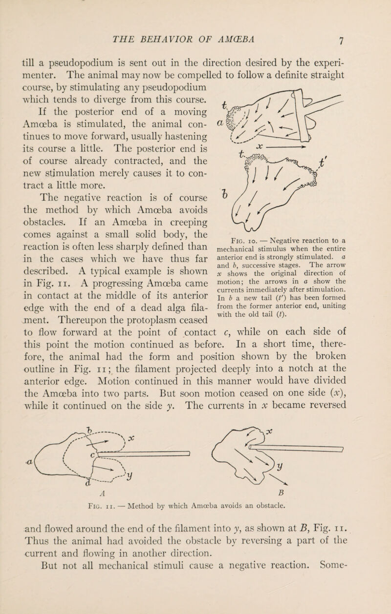 till a pseudopodium is sent out in the direction desired by the experi¬ menter. The animal may now be compelled to follow a definite straight course, by stimulating any pseudopodium which tends to diverge from this course. If the posterior end of a moving Amoeba is stimulated, the animal con¬ tinues to move forward, usually hastening its course a little. The posterior end is of course already contracted, and the new stimulation merely causes it to con¬ tract a little more. The negative reaction is of course the method by which Amoeba avoids obstacles. If an Amoeba in creeping comes against a small solid body, the reaction is often less sharply defined than in the cases which we have thus far described. A typical example is shown in Fig. n. A progressing Amoeba came in contact at the middle of its anterior edge with the end of a dead alga fila¬ ment. Thereupon the protoplasm ceased to flow forward at the point of contact c, while on each side of this point the motion continued as before. In a short time, there¬ fore, the animal had the form and position shown by the broken outline in Fig. n; the filament projected deeply into a notch at the anterior edge. Motion continued in this manner would have divided the Amoeba into two parts. But soon motion ceased on one side (x), while it continued on the side y. The currents in x became reversed Fig. io. — Negative reaction to a mechanical stimulus when the entire anterior end is strongly stimulated, a and b, successive stages. The arrow x shows the original direction of motion; the arrows in a show the currents immediately after stimulation. In b a new tail (/') has been formed from the former anterior end, uniting with the old tail (/). and flowed around the end of the filament into y, as shown at B, Fig. n. Thus the animal had avoided the obstacle by reversing a part of the current and flowing in another direction. But not all mechanical stimuli cause a negative reaction. Some-