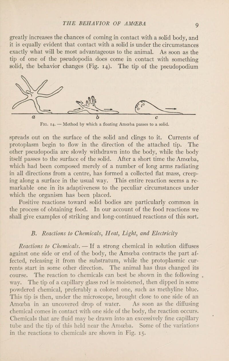 greatly increases the chances of coming in contact with a solid body, and it is equally evident that contact with a solid is under the circumstances exactly what will be most advantageous to the animal. As soon as the tip of one of the pseudopodia does come in contact with something solid, the behavior changes (Fig. 14). The tip of the pseudopodium spreads out on the surface of the solid and clings to it. Currents of protoplasm begin to flow in the direction of the attached tip. The other pseudopodia are slowly withdrawn into the body, while the body itself passes to the surface of the solid. After a short time the Amoeba, which had been composed merely of a number of long arms radiating in all directions from a centre, has formed a collected flat mass, creep¬ ing along a surface in the usual way. This entire reaction seems a re¬ markable one in its adaptiveness to the peculiar circumstances under which the organism has been placed. Positive reactions toward solid bodies are particularly common in the process of obtaining food. In our account of the food reactions we shall give examples of striking and long-continued reactions of this sort. B. Reactions to Chemicals, Heat, Light, and Electricity Reactions to Chemicals. — If a strong chemical in solution diffuses against one side or end of the body, the Amoeba contracts the part af¬ fected, releasing it from the substratum, while the protoplasmic cur¬ rents start in some other direction. The animal has thus changed its course. The reaction to chemicals can best be shown in the following . way. The tip of a capillary glass rod is moistened, then dipped in some powdered chemical, preferably a colored one, such as methyline blue. This tip is then, under the microscope, brought close to one side of an Amoeba in an uncovered drop of water. As soon as the diffusing chemical comes in contact with one side of the body, the reaction occurs. Chemicals that are fluid may be drawn into an excessively fine capillary tube and the tip of this held near the Amoeba. Some of the variations in the reactions to chemicals are shown in Fig. 15.