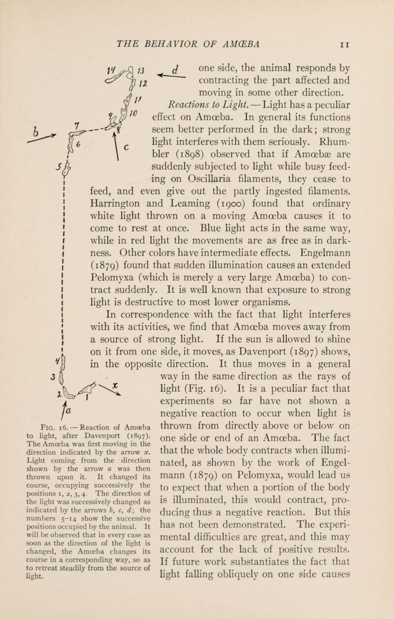 fa J one side, the animal responds by contracting the part affected and moving in some other direction. Reactions to Light. —Light has a peculiar effect on Amoeba. In general its functions seem better performed in the dark; strong light interferes with them seriously. Rhum- bler (1898) observed that if Amoebae are suddenly subjected to light while busy feed¬ ing on Oscillaria filaments, they cease to feed, and even give out the partly ingested filaments. Harrington and Learning (1900) found that ordinary white light thrown on a moving Amoeba causes it to come to rest at once. Blue light acts in the same way, while in red light the movements are as free as in dark¬ ness. Other colors have intermediate effects. Engelmann (1879) found that sudden illumination causes an extended Pelomyxa (which is merely a very large Amoeba) to con¬ tract suddenly. It is well known that exposure to strong light is destructive to most lower organisms. In correspondence with the fact that light interferes with its activities, we find that Amoeba moves away from a source of strong light. If the sun is allowed to shine on it from one side, it moves, as Davenport (1897) shows, in the opposite direction. It thus moves in a general way in the same direction as the rays of light (Fig. 16). It is a peculiar fact that experiments so far have not shown a negative reaction to occur when light is thrown from directly above or below on Fig. 16. — Reaction of Amoeba to light, after Davenport (1897). The Amoeba was first moving in the direction indicated by the arrow x. Light coming from the direction shown by the arrow a was then thrown upon it. It changed its course, occupying successively the positions 1, 2, 3, 4. The direction of the light was successively changed as indicated by the arrows b, c, d\ the numbers 5-14 show the successive positions occupied by the animal. It will be observed that in every case as soon as the direction of the light is changed, the Amoeba changes its course in a corresponding way, so as to retreat steadily from the source of light. one side or end of an Amoeba. The fact that the whole body contracts when illumi¬ nated, as shown by the work of Engel¬ mann (1879) on Pelomyxa, would lead us to expect that when a portion of the body is illuminated, this would contract, pro¬ ducing thus a negative reaction. But this has not been demonstrated. The experi¬ mental difficulties are great, and this may account for the lack of positive results. If future work substantiates the fact that light falling obliquely on one side causes