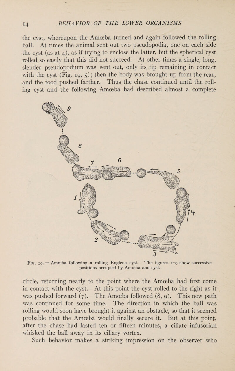 the cyst, whereupon the Amoeba turned and again followed the rolling ball. At times the animal sent out two pseudopodia, one on each side the cyst (as at 4), as if trying to enclose the latter, but the spherical cyst rolled so easily that this did not succeed. At other times a single, long, slender pseudopodium was sent out, only its tip remaining in contact with the cyst (Fig. 19, 5); then the body was brought up from the rear, and the food pushed farther. Thus the chase continued until the roll¬ ing cyst and the following Amoeba had described almost a complete Fig. 19.—Amoeba following a rolling Euglena cyst. The figures 1-9 show successive positions occupied by Amoeba and cyst. circle, returning nearly to the point where the Amoeba had first come in contact with the cyst. At this point the cyst rolled to the right as it was pushed forward (7). The Amoeba followed (8, 9). This new path was continued for some time. The direction in which the ball was rolling would soon have brought it against an obstacle, so that it seemed probable that the Amoeba would finally secure it. But at this point, after the chase had lasted ten or fifteen minutes, a ciliate infusorian whisked the ball away in its ciliary vortex. Such behavior makes a striking impression on the observer who