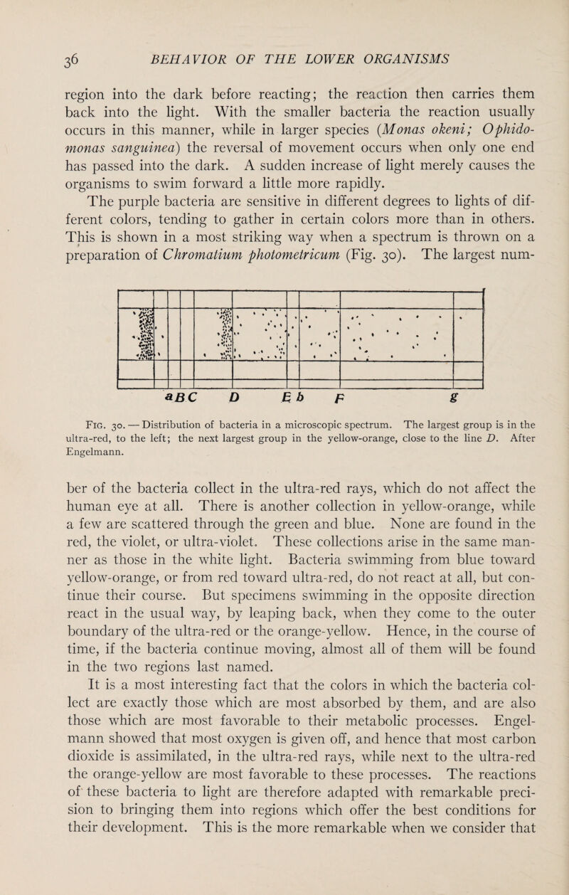 region into the dark before reacting; the reaction then carries them back into the light. With the smaller bacteria the reaction usually occurs in this manner, while in larger species (Monas okeni; Ophido- monas sanguinea) the reversal of movement occurs when only one end has passed into the dark. A sudden increase of light merely causes the organisms to swim forward a little more rapidly. The purple bacteria are sensitive in different degrees to lights of dif¬ ferent colors, tending to gather in certain colors more than in others. This is shown in a most striking way when a spectrum is thrown on a preparation of Chromatium photometricum (Fig. 30). The largest num- • % \ * % Mi \ % % • * * • 4 • * ', . * \\ • ’ * • % « • • 4 • 1 • % * V 4 4 •* , ♦ * • . ‘ • . 1 • • % * . . % *BC D E b F g Fig. 30. — Distribution of bacteria in a microscopic spectrum. The largest group is in the ultra-red, to the left; the next largest group in the yellow-orange, close to the line D. After Engelmann. ber of the bacteria collect in the ultra-red rays, which do not affect the human eye at all. There is another collection in yellow-orange, while a few are scattered through the green and blue. None are found in the red, the violet, or ultra-violet. These collections arise in the same man¬ ner as those in the white light. Bacteria swimming from blue toward yellow-orange, or from red toward ultra-red, do not react at all, but con¬ tinue their course. But specimens swimming in the opposite direction react in the usual way, by leaping back, when they come to the outer boundary of the ultra-red or the orange-yellow. Hence, in the course of time, if the bacteria continue moving, almost all of them will be found in the two regions last named. It is a most interesting fact that the colors in which the bacteria col¬ lect are exactly those which are most absorbed by them, and are also those which are most favorable to their metabolic processes. Engel¬ mann showed that most oxygen is given off, and hence that most carbon dioxide is assimilated, in the ultra-red rays, while next to the ultra-red the orange-yellow are most favorable to these processes. The reactions of these bacteria to light are therefore adapted with remarkable preci¬ sion to bringing them into regions which offer the best conditions for their development. This is the more remarkable when we consider that