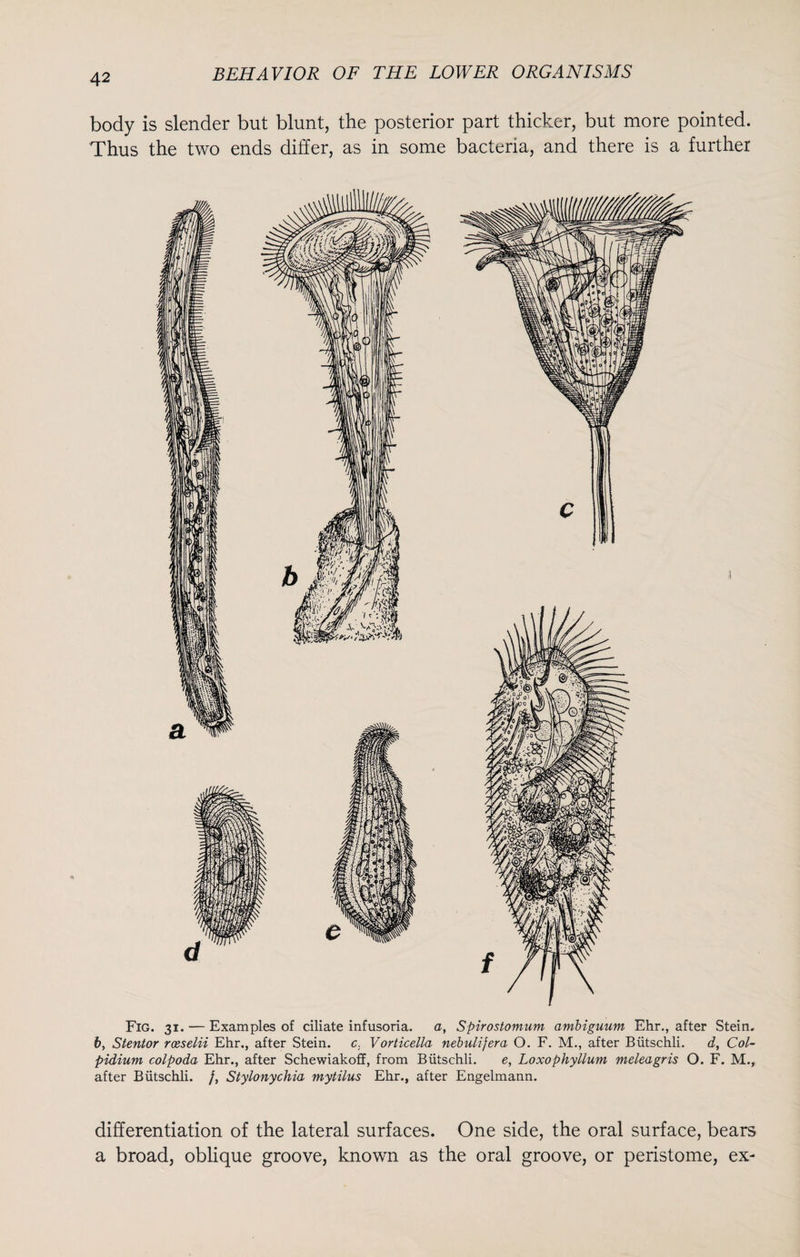 body is slender but blunt, the posterior part thicker, but more pointed. Thus the two ends differ, as in some bacteria, and there is a further Fig. 31. — Examples of ciliate infusoria. a, Spirostomum ambiguum Ehr., after Stein. by Stentor roeselii Ehr., after Stein, c. Vorticella nebulifera O. F. M., after Biitschli. d, Col- pidiuvi colpoda Ehr., after Schewiakoff, from Biitschli. e, Loxophyllum meleagris O. F. M., after Biitschli. /, Stylonychia mytilus Ehr., after Engelmann. differentiation of the lateral surfaces. One side, the oral surface, bears a broad, oblique groove, known as the oral groove, or peristome, ex-