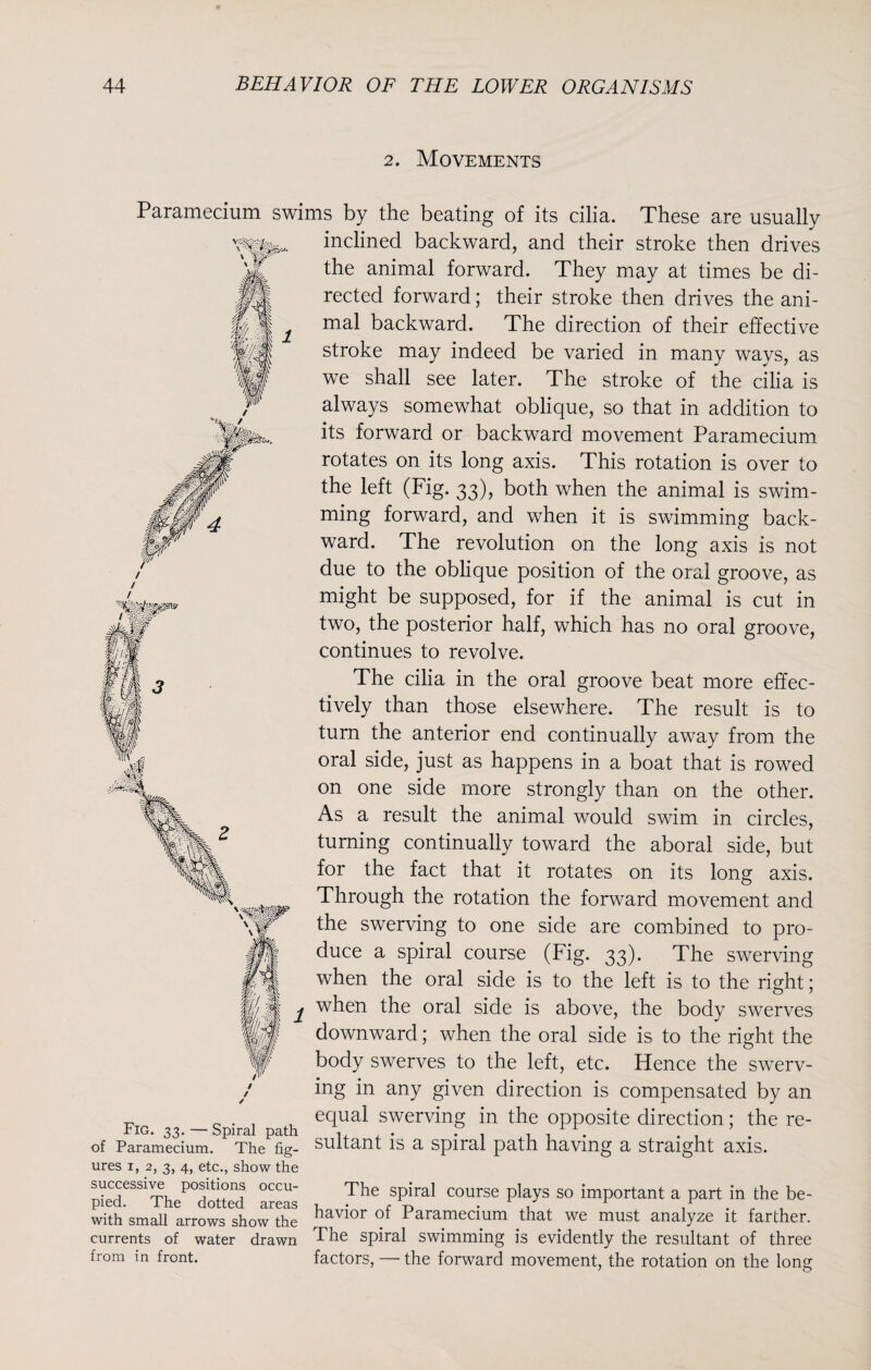 2. Movements Paramecium swims by the beating of its cilia. These are usually inclined backward, and their stroke then drives the animal forward. They may at times be di¬ rected forward; their stroke then drives the ani¬ mal backward. The direction of their effective stroke may indeed be varied in many ways, as we shall see later. The stroke of the cilia is always somewhat oblique, so that in addition to its forward or backward movement Paramecium rotates on its long axis. This rotation is over to the left (Fig. 33), both when the animal is swim¬ ming forward, and when it is swimming back¬ ward. The revolution on the long axis is not due to the oblique position of the oral groove, as might be supposed, for if the animal is cut in two, the posterior half, which has no oral groove, continues to revolve. The cilia in the oral groove beat more effec¬ tively than those elsewhere. The result is to turn the anterior end continually away from the oral side, just as happens in a boat that is rowed on one side more strongly than on the other. As a result the animal would swim in circles, turning continually toward the aboral side, but for the fact that it rotates on its long axis. Through the rotation the forward movement and the swerving to one side are combined to pro¬ duce a spiral course (Fig. 33). The swerving when the oral side is to the left is to the right; when the oral side is above, the body swerves downward; when the oral side is to the right the body swerves to the left, etc. Hence the swerv¬ ing in any given direction is compensated by an Fig 33 — Spiral path equal swerving 'm the opposite direction; the re- of Paramecium. The fig- sultant is a spiral path having a straight axis. ures 1, 2, 3, 4, etc., show the p“ed?SS1TheP°dotted arei The Spiral ““f86 playS S0 ™Portant a Part in the be- with small arrows show the navior of Paramecium that we must analyze it farther, currents of water drawn The spiral swimming is evidently the resultant of three from in front. factors, — the forward movement, the rotation on the long