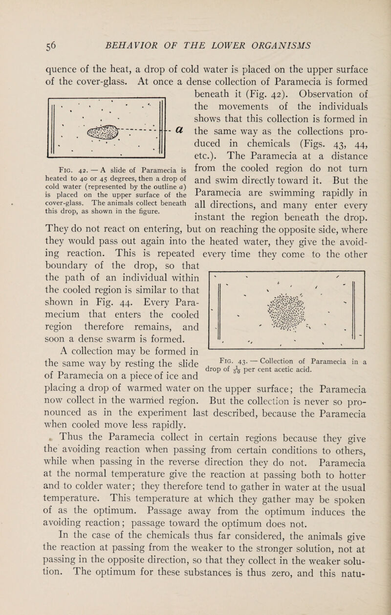 -a quence of the heat, a drop of cold water is placed on the upper surface of the cover-glass. At once a dense collection of Paramecia is formed beneath it (Fig. 42). Observation of the movements of the individuals shows that this collection is formed in the same way as the collections pro¬ duced in chemicals (Figs. 43, 44, etc.). The Paramecia at a distance Fig. 42. — A slide of Paramecia is from the cooled region do not turn heated to 40 or 45 degrees, then a drop of and swjm directly toward it. But the cold water (represented by the outline a) . . . .... is placed on the upper surface of the Paramecia are swimming rapidly in cover-glass. The animals collect beneath ap directions, and many enter every this drop, as shown in the figure. . . . J •' instant the region beneath the drop. They do not react on entering, but on reaching the opposite side, where they would pass out again into the heated water, they give the avoid¬ ing reaction. This is repeated every time they come to the other boundary of the drop, so that the path of an individual within the cooled region is similar to that shown in Fig. 44. Every Para¬ mecium that enters the cooled region therefore remains, and soon a dense swarm is formed. A collection may be formed in the same way by resting the slide , FlJf- 4 ... . ... drop of 3^ per cent acetic acid. ot Paramecia on a piece of ice and placing a drop of warmed water on the upper surface; the Paramecia now collect in the warmed region. But the collection is never so pro¬ nounced as in the experiment last described, because the Paramecia when cooled move less rapidly. Thus the Paramecia collect in certain regions because they give the avoiding reaction when passing from certain conditions to others, while when passing in the reverse direction they do not. Paramecia at the normal temperature give the reaction at passing both to hotter and to colder water; they therefore tend to gather in water at the usual temperature. This temperature at which they gather may be spoken of as the optimum. Passage away from the optimum induces the avoiding reaction; passage toward the optimum does not. In the case of the chemicals thus far considered, the animals give the reaction at passing from the weaker to the stronger solution, not at passing in the opposite direction, so that they collect in the weaker solu¬ tion. The optimum for these substances is thus zero, and this natu- Fig. 43. — Collection of Paramecia in a