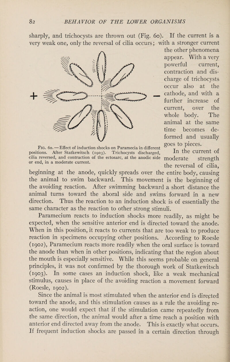 sharply, and trichocysts are thrown out (Fig. 60). If the current is a very weak one, only the reversal of cilia occurs; with a stronger current the other phenomena appear. With a very powerful current, contraction and dis¬ charge of trichocysts occur also at the cathode, and with a further increase of current, over the whole body. The animal at the same time becomes de¬ formed and usually goes to pieces. In the current of moderate strength the reversal of cilia, beginning at the anode, quickly spreads over the entire body, causing the animal to swim backward. This movement is the beginning of the avoiding reaction. After swimming backward a short distance the animal turns toward the aboral side and swims forward in a new direction. Thus the reaction to an induction shock is of essentially the same character as the reaction to other strong stimuli. Paramecium reacts to induction shocks more readily, as might be expected, when the sensitive anterior end is directed toward the anode. When in this position, it reacts to currents that are too weak to produce reaction in specimens occupying other positions. According to Roesle (1902), Paramecium reacts more readily when the oral surface is toward the anode than when in other positions, indicating that the region about the mouth is especially sensitive. While this seems probable on general principles, it was not confirmed by the thorough work of Statkewitsch (1903). In some cases an induction shock, like a weak mechanical stimulus, causes in place of the avoiding reaction a movement forward (Roesle, 1902). Since the animal is most stimulated when the anterior end is directed toward the anode, and this stimulation causes as a rule the avoiding re¬ action, one would expect that if the stimulation came repeatedly from the same direction, the animal would after a time reach a position with anterior end directed away from the anode. This is exactly what occurs. If frequent induction shocks are passed in a certain direction through Fig. 60. — Effect of induction shocks on Paramecia in different positions. After Statkewitsch (1903). Trichocysts discharged, cilia reversed, and contraction of the ectosarc, at the anodic side or end, in a moderate current.