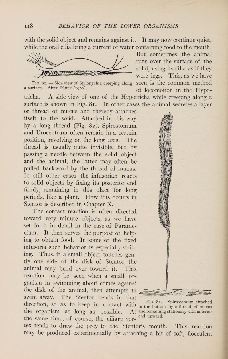 with the solid object and remains against it. It may now continue quiet, while the oral cilia bring a current of water containing food to the mouth. But sometimes the animal runs over the surface of the solid, using its cilia as if they were legs. This, as we have Fig. 8i. — Side view of Stylonychia creeping along Seen, is the Common method a surface. After Putter (.900). 0f locomotion in the Hypo- tricha. A side view of one of the Hypotricha while creeping along a surface is shown in Fig. 81. In other cases the animal secretes a layer or thread of mucus and thereby attaches itself to the solid. Attached in this way by a long thread (Fig. 82), Spirostomum and Urocentrum often remain in a certain position, revolving on the long axis. The thread is usually quite invisible, but by passing a needle between the solid object and the animal, the latter may often be pulled backward by the thread of mucus. In still other cases the infusorian reacts to solid objects by fixing its posterior end firmly, remaining in this place for long periods, like a plant. How this occurs in Stentor is described in Chapter X. The contact reaction is often directed toward very minute objects, as we have set forth in detail in the case of Parame¬ cium. It then serves the purpose of help¬ ing to obtain food. In some of the fixed infusoria such behavior is especially strik¬ ing. Thus, if a small object touches gen¬ tly one side of the disk of Stentor, the animal may bend over toward it. This reaction may be seen when a small or¬ ganism in swimming about comes against the disk of the animal, then attempts to swim away. The Stentor bends in that direction, so as to keep in contact with t0 the organism as long as possible. At and remaining stationary with anterior the same time, of course, the ciliary vor- cnd upwarQ> tex tends to draw the prey to the Stentor’s mouth. This reaction may be produced experimentally by attaching a bit of soft, flocculent