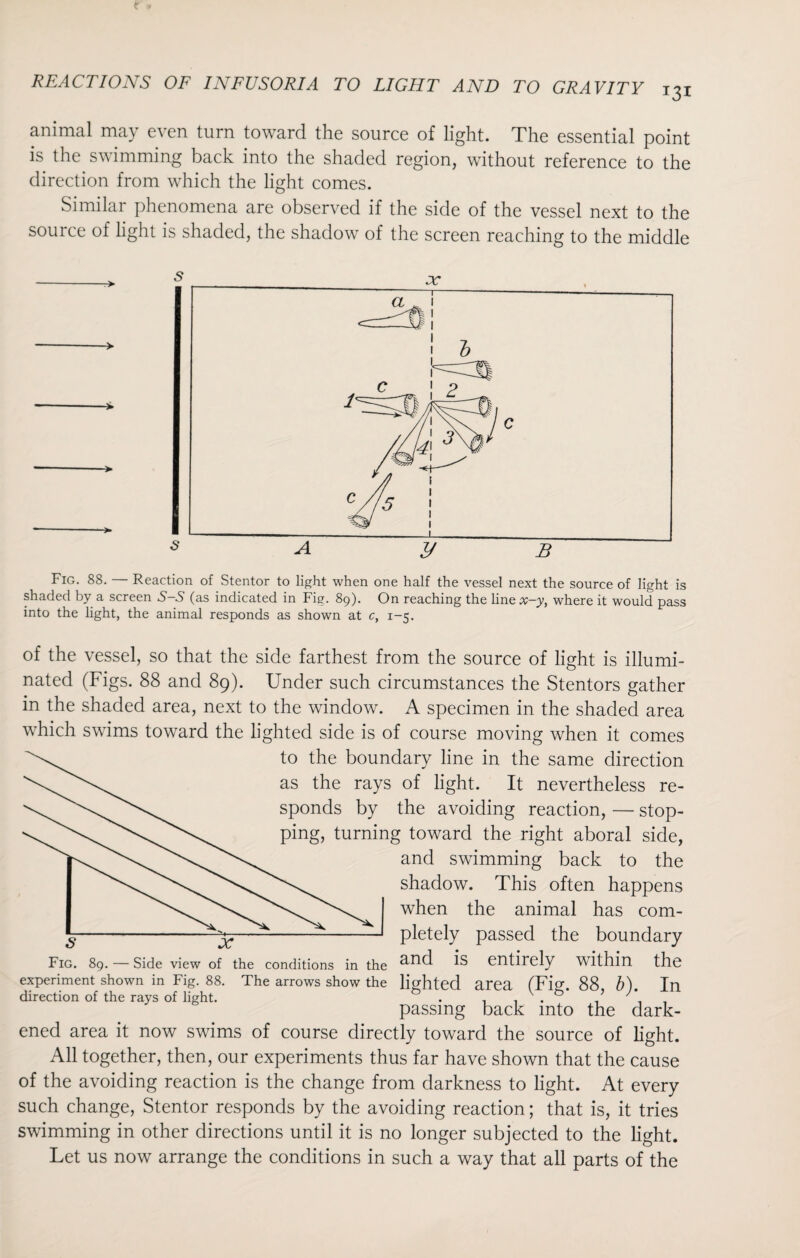 animal may even turn toward the source of light. The essential point is the swimming back into the shaded region, without reference to the direction from which the light comes. Similar phenomena are observed if the side of the vessel next to the source of light is shaded, the shadow of the screen reaching to the middle Fig. 88. — Reaction of Stentor to light when one half the vessel next the source of light is shaded by a screen 5-5 (as indicated in Fig. 89). On reaching the linex-y, where it would pass into the light, the animal responds as shown at c, 1-5. of the vessel, so that the side farthest from the source of light is illumi¬ nated (Figs. 88 and 89). Under such circumstances the Stentors gather in the shaded area, next to the window. A specimen in the shaded area which swims toward the lighted side is of course moving when it comes to the boundary line in the same direction as the rays of light. It nevertheless re¬ sponds by the avoiding reaction, — stop¬ ping, turning toward the right aboral side, and swimming back to the shadow. This often happens when the animal has com¬ pletely passed the boundary and is entirely within the lighted area (Fig. 88, b). In passing back into the dark¬ ened area it now swims of course directly toward the source of light. All together, then, our experiments thus far have shown that the cause of the avoiding reaction is the change from darkness to light. At every such change, Stentor responds by the avoiding reaction; that is, it tries swimming in other directions until it is no longer subjected to the light. Let us now arrange the conditions in such a way that all parts of the 5 Fig. 89. — Side view of the conditions in the experiment shown in Fig. 88. The arrows show the direction of the rays of light.