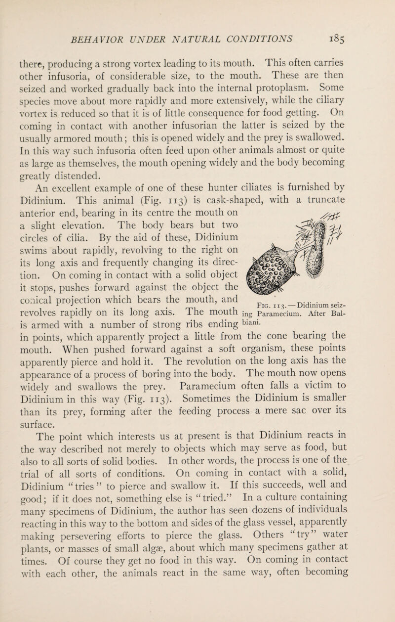 there, producing a strong vortex leading to its mouth. This often carries other infusoria, of considerable size, to the mouth. These are then seized and worked gradually back into the internal protoplasm. Some species move about more rapidly and more extensively, while the ciliary vortex is reduced so that it is of little consequence for food getting. On coming in contact with another infusorian the latter is seized by the usually armored mouth; this is opened widely and the prey is swallowed. In this way such infusoria often feed upon other animals almost or quite as large as themselves, the mouth opening widely and the body becoming greatly distended. An excellent example of one of these hunter ciliates is furnished by Didinium. This animal (Fig. 113) is cask-shaped, with a truncate anterior end, bearing in its centre the mouth on a slight elevation. The body bears but two circles of cilia. By the aid of these, Didinium swims about rapidly, revolving to the right on its long axis and frequently changing its direc¬ tion. On coming in contact with a solid object it stops, pushes forward against the object the conical projection which bears the mouth, and . r i . Fig. 11,3. — Didinium seiz- revolves rapidly on its long axis. The mouth ing Paramecium. After Bal- is armed with a number of strong ribs ending bianL in points, which apparently project a little from the cone bearing the mouth. When pushed forward against a soft organism, these points apparently pierce and hold it. The revolution on the long axis has the appearance of a process of boring into the body. The mouth now opens widely and swallows the prey. Paramecium often falls a victim to Didinium in this way (Fig. 113). Sometimes the Didinium is smaller than its prey, forming after the feeding process a mere sac over its surface. The point which interests us at present is that Didinium reacts in the way described not merely to objects which may serve as food, but also to all sorts of solid bodies. In other words, the process is one of the trial of all sorts of conditions. On coming in contact with a solid, Didinium “tries” to pierce and swallow it. If this succeeds, well and good; if it does not, something else is “ tried.” In a culture containing many specimens of Didinium, the author has seen dozens of individuals reacting in this way to the bottom and sides of the glass vessel, apparently making persevering efforts to pierce the glass. Others “try” water plants, or masses of small algae, about which many specimens gather at times. Of course they get no food in this way. On coming in contact with each other, the animals react in the same way, often becoming