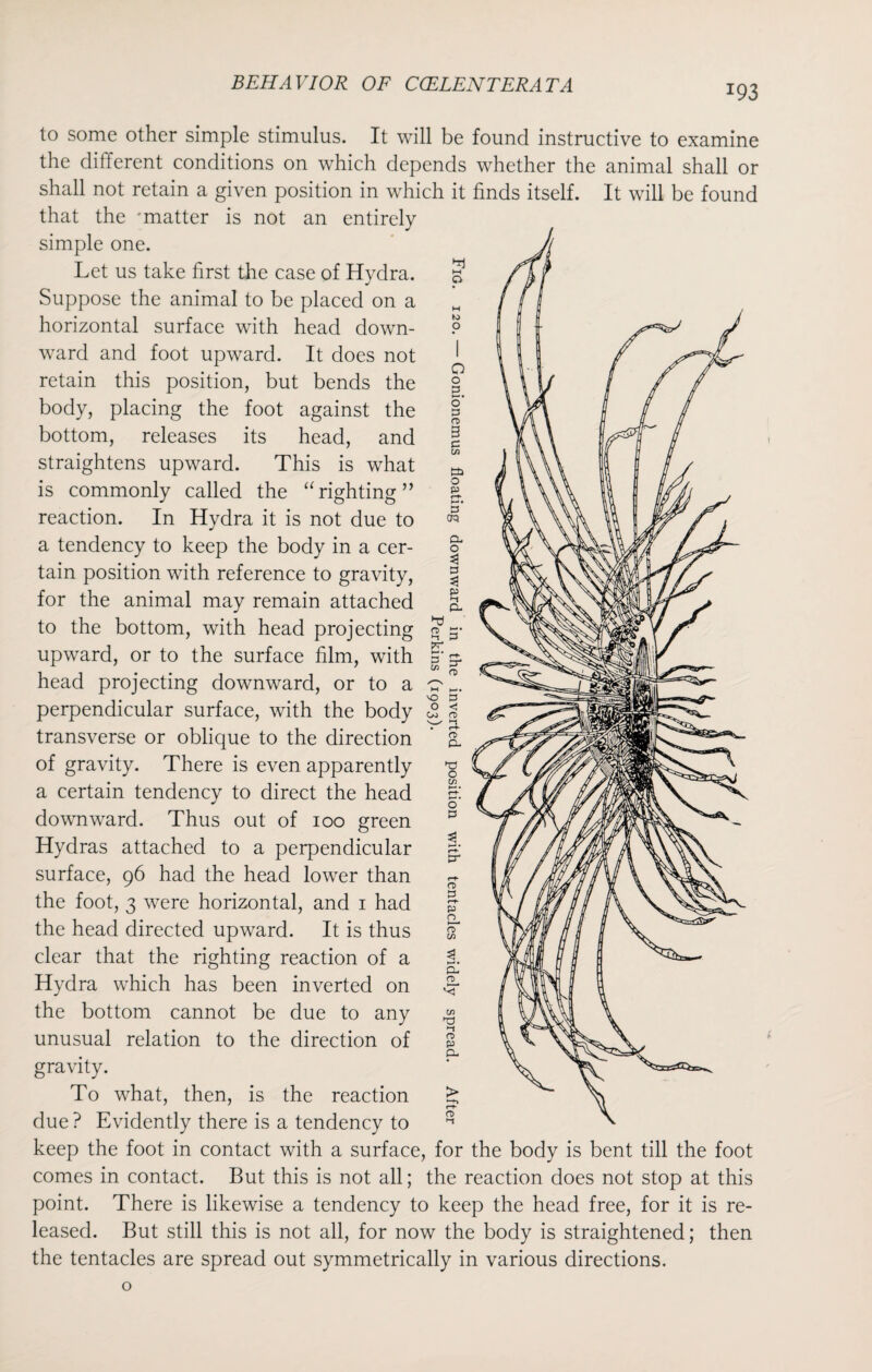 T93 to some other simple stimulus. It will be found instructive to examine the different conditions on which depends whether the animal shall or shall not retain a given position in which it finds itself. It will be found that the 'matter is not an entirely simple one. Let us take first the case of Hydra. Suppose the animal to be placed on a horizontal surface with head down¬ ward and foot upward. It does not retain this position, but bends the body, placing the foot against the bottom, releases its head, and straightens upward. This is what is commonly called the “righting” reaction. In Hydra it is not due to a tendency to keep the body in a cer¬ tain position with reference to gravity, for the animal may remain attached to the bottom, with head projecting upward, or to the surface film, with head projecting downward, or to a perpendicular surface, with the body transverse or oblique to the direction of gravity. There is even apparently a certain tendency to direct the head downward. Thus out of ioo green Hydras attached to a perpendicular surface, 96 had the head lower than the foot, 3 were horizontal, and 1 had the head directed upward. It is thus clear that the righting reaction of a Hydra which has been inverted on the bottom cannot be due to any unusual relation to the direction of gravity. To what, then, is the reaction due ? Evidently there is a tendency to keep the foot in contact with a surface, for the body is bent till the foot comes in contact. But this is not all; the reaction does not stop at this point. There is likewise a tendency to keep the head free, for it is re¬ leased. But still this is not all, for now the body is straightened; then the tentacles are spread out symmetrically in various directions. o