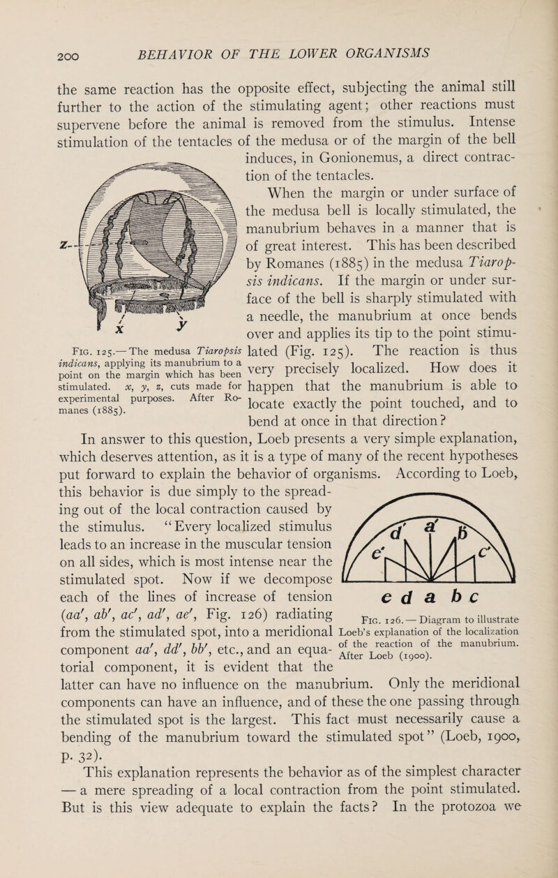 z— the same reaction has the opposite effect, subjecting the animal still further to the action of the stimulating agent; other reactions must supervene before the animal is removed from the stimulus. Intense stimulation of the tentacles of the medusa or of the margin of the bell induces, in Gonionemus, a direct contrac¬ tion of the tentacles. When the margin or under surface of the medusa bell is locally stimulated, the manubrium behaves in a manner that is of great interest. This has been described by Romanes (1885) in the medusa Tiarop- sis indicans. If the margin or under sur¬ face of the bell is sharply stimulated with a needle, the manubrium at once bends over and applies its tip to the point stimu- Fig. 125.— The medusa Tiaropsis lated (Fig. 125). The reaction is thus r'rafgin :r“e°e„a very precisely localized. _ How does it stimulated, x, y, z, cuts made for happen that the manubrium is able to experimental purposes. After Ro- j , the point touched, and to manes (1885). \ r . . bend at once in that direction? In answer to this question, Loeb presents a very simple explanation, which deserves attention, as it is a type of many of the recent hypotheses put forward to explain the behavior of organisms. According to Loeb, this behavior is due simply to the spread¬ ing out of the local contraction caused by the stimulus. “Every localized stimulus leads to an increase in the muscular tension on all sides, which is most intense near the stimulated spot. Now if we decompose each of the lines of increase of tension ifla', a-b', ad, ad', ad, Fig. 126) radiating Fig. 126.-Diagram to illustrate from the stimulated spot, into a meridional Loeb’s explanation of the localization , t jjr 77/ j j of the reaction of the manubrium. component aa , dd , bb , etc., and an equa- After Loeb (i9Do) torial component, it is evident that the latter can have no influence on the manubrium. Only the meridional components can have an influence, and of these the one passing through the stimulated spot is the largest. This fact must necessarily cause a bending of the manubrium toward the stimulated spot” (Loeb, 1900, P- 32)y This explanation represents the behavior as of the simplest character •— a mere spreading of a local contraction from the point stimulated. But is this view adequate to explain the facts? In the protozoa we