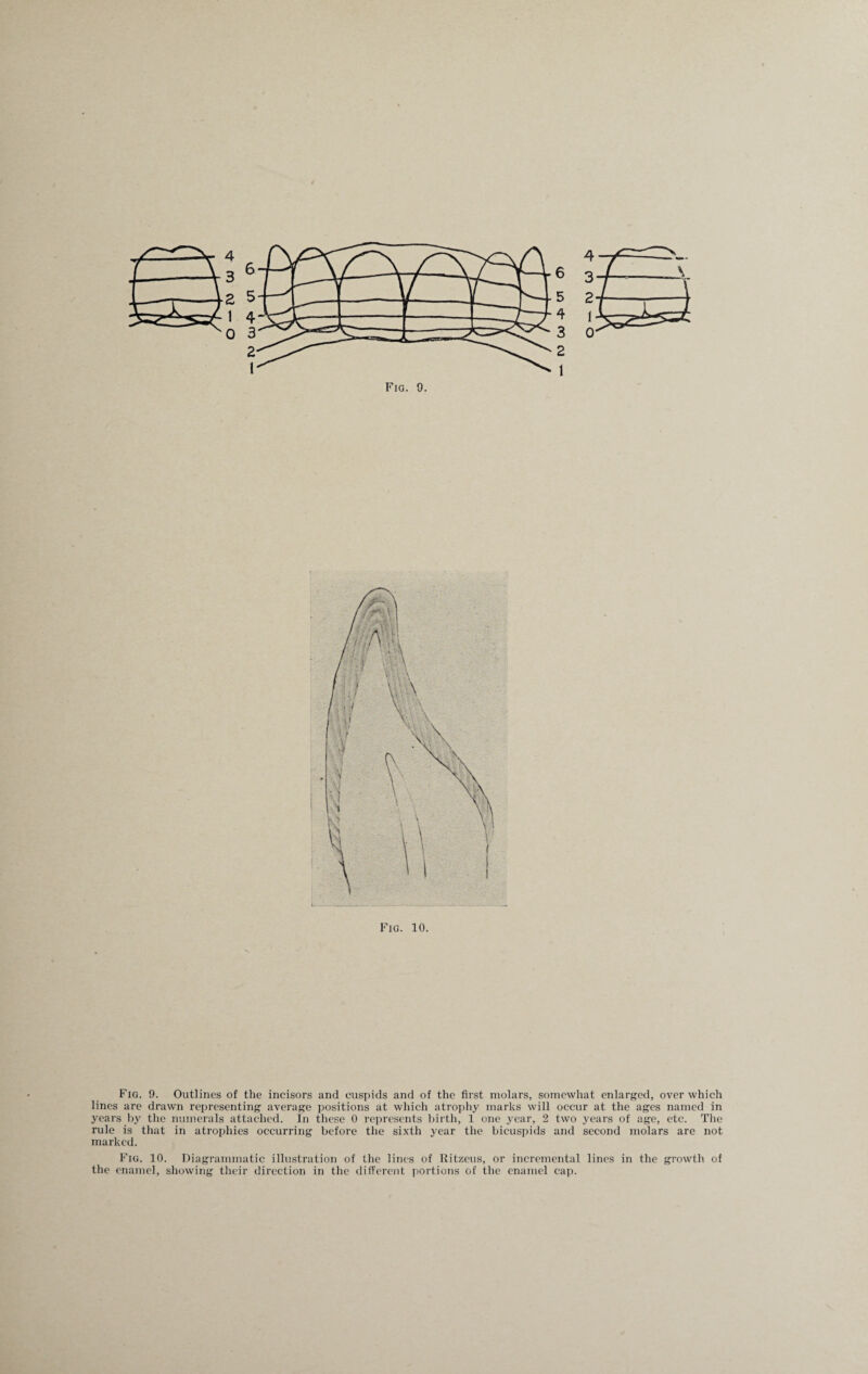 4 3 2 1 0 6 5 4 3 2 1 Fig. 10. Fig. 9. Outlines of the incisors and cuspids and of the first molars, somewhat enlarged, over which lines are drawn representing average positions at which atrophy marks will occur at the ages named in years by the numerals attached. In these 0 represents birth, 1 one year, 2 two years of age, etc. The rule is that in atrophies occurring before the sixth year the bicuspids and second molars are not marked. Fig. 10. Diagrammatic illustration of the lines of Ritzeus, or incremental lines in the growth of the enamel, showing their direction in the different portions of the enamel cap.