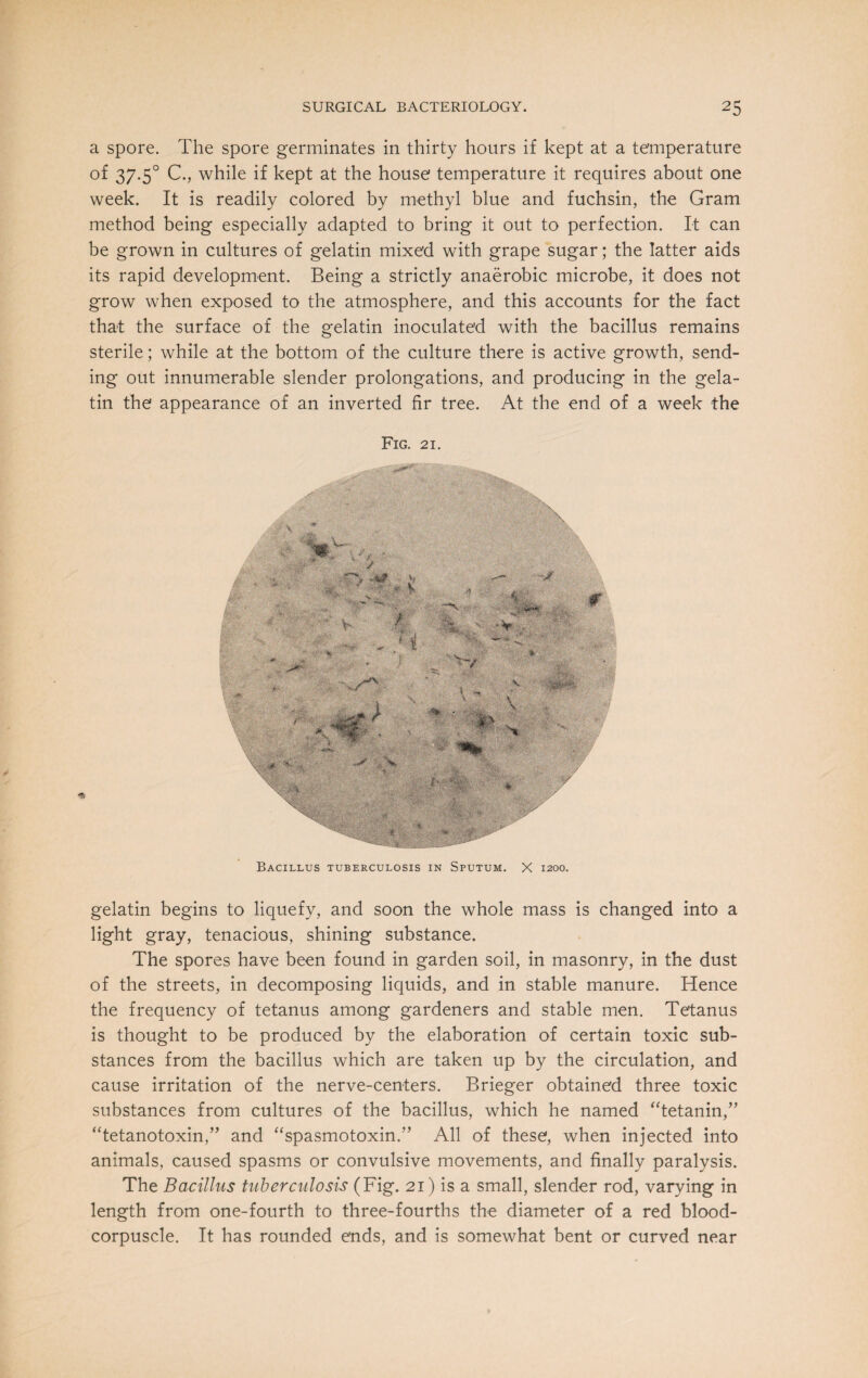 a spore. The spore germinates in thirty hours if kept at a temperature of 37.5° C., while if kept at the house temperature it requires about one week. It is readily colored by methyl blue and fuchsin, the Gram method being especially adapted to bring it out to perfection. It can be grown in cultures of gelatin mixed with grape sugar; the latter aids its rapid development. Being a strictly anaerobic microbe, it does not grow when exposed to the atmosphere, and this accounts for the fact that the surface of the gelatin inoculated with the bacillus remains sterile; while at the bottom of the culture there is active growth, send¬ ing out innumerable slender prolongations, and producing in the gela¬ tin the appearance of an inverted fir tree. At the end of a week the Fig. 21. Bacillus tuberculosis in Sputum. X 1200. gelatin begins to liquefy, and soon the whole mass is changed into a light gray, tenacious, shining substance. The spores have been found in garden soil, in masonry, in the dust of the streets, in decomposing liquids, and in stable manure. Hence the frequency of tetanus among gardeners and stable men. Tetanus is thought to be produced by the elaboration of certain toxic sub¬ stances from the bacillus which are taken up by the circulation, and cause irritation of the nerve-centers. Brieger obtained three toxic substances from cultures of the bacillus, which he named “tetanin,” “tetanotoxin,” and “spasmotoxin.” All of these, when injected into animals, caused spasms or convulsive movements, and finally paralysis. The Bacillus tuberculosis (Fig. 21) is a small, slender rod, varying in length from one-fourth to three-fourths the diameter of a red blood- corpuscle. It has rounded ends, and is somewhat bent or curved near