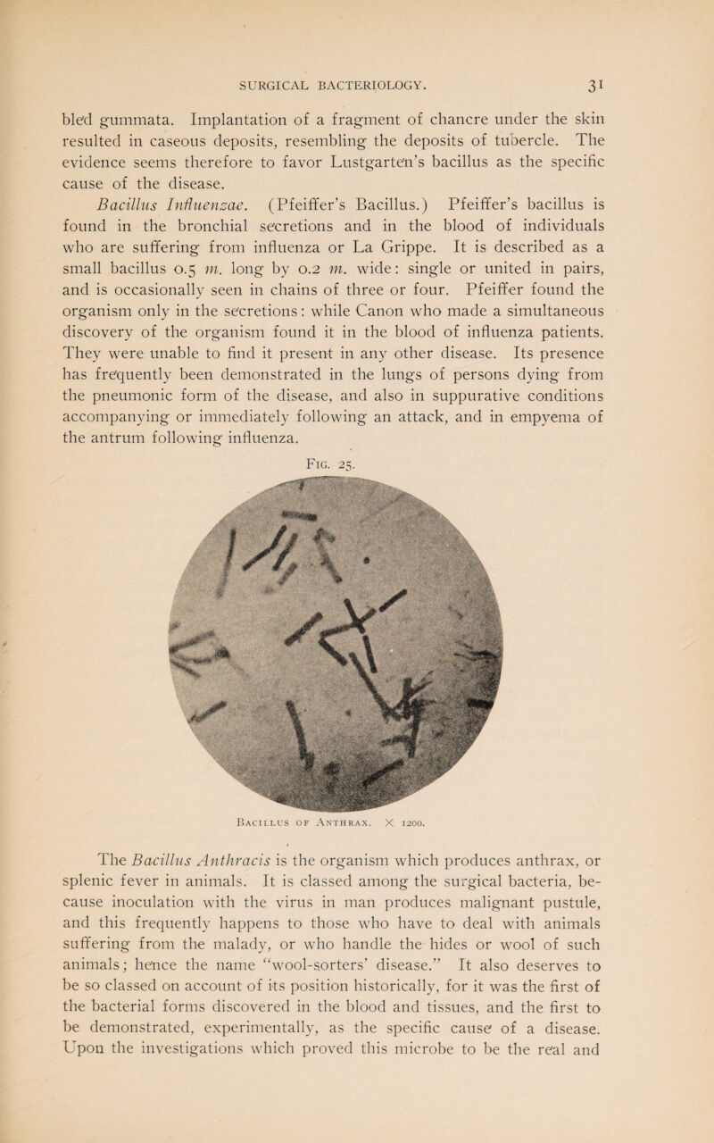 ble'd gummata. Implantation of a fragment of chancre under the skin resulted in caseous deposits, resembling the deposits of tubercle. The evidence seems therefore to favor Lustgarte’n’s bacillus as the specific cause of the disease. Bacillus Influenzae. (Pfeiffer’s Bacillus.) Pfeiffer’s bacillus is found in the bronchial secretions and in the blood of individuals who are suffering from influenza or La Grippe. It is described as a small bacillus 0.5 m. long by 0.2 m. wide: single or united in pairs, and is occasionally seen in chains of three or four. Pfeiffer found the organism only in the secretions: while Canon who made a simultaneous discovery of the organism found it in the blood of influenza patients. They were unable to find it present in any other disease. Its presence has frequently been demonstrated in the lungs of persons dying from the pneumonic form of the disease, and also in suppurative conditions accompanying or immediately following an attack, and in empyema of the antrum following influenza. Fig. 25. Bacillus of Anthrax. X 1200. The Bacillus Anthracis is the organism which produces anthrax, or splenic fever in animals. It is classed among the surgical bacteria, be¬ cause inoculation with the virus in man produces malignant pustule, and this frequently happens to those who have to deal with animals suffering from the malady, or who handle the hides or wool of such animals; hence the name wool-sorters’ disease.” It also deserves to be so classed on account of its position historically, for it was the first of the bacterial forms discovered in the blood and tissues, and the first to be demonstrated, experimentally, as the specific cause of a disease. Upon the investigations which proved this microbe to be the real and