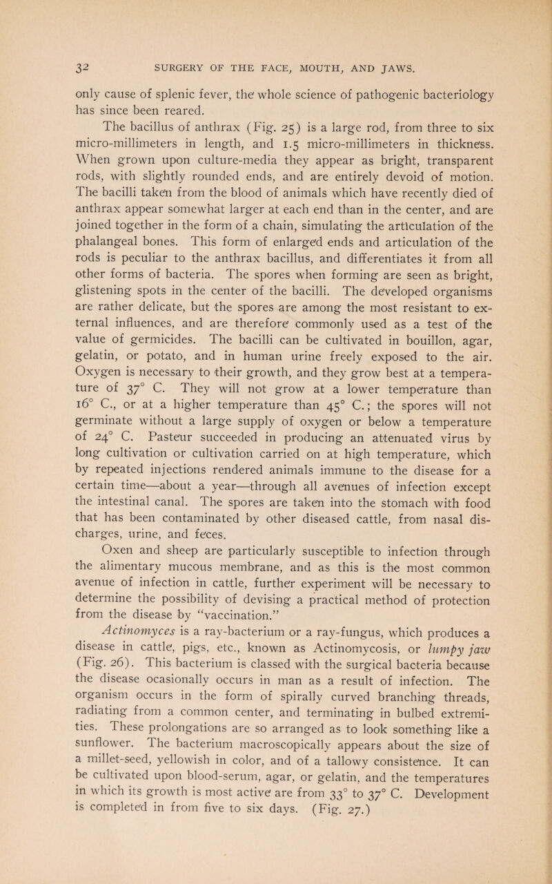 only cause of splenic fever, the’ whole science of pathogenic bacteriology has since been reared. The bacillus of anthrax (Fig. 25) is a large rod, from three to six micro-millimeters in length, and 1.5 micro-millimeters in thickness. When grown upon culture-media they appear as bright, transparent rods, with slightly rounded ends, and are entirely devoid of motion. The bacilli taken from the blood of animals which have recently died of anthrax appear somewhat larger at each end than in the center, and are joined together in the form of a chain, simulating the articulation of the phalangeal bones. This form of enlarged ends and articulation of the rods is peculiar to the anthrax bacillus, and differentiates it from all other forms of bacteria. The spores when forming are seen as bright, glistening spots in the center of the bacilli. The developed organisms are rather delicate, but the spores are among the most resistant to ex¬ ternal influences, and are therefore commonly used as a test of the value of germicides. The bacilli can be cultivated in bouillon, agar, gelatin, or potato, and in human urine freely exposed to the air. Oxygen is necessary to their growth, and they grow best at a tempera¬ ture of 370 C. They will not grow at a lower temperature than 16° C, or at a higher temperature than 450 C.; the spores will not germinate without a large supply of oxygen or below a temperature of 240 C. Paste'ur succeeded in producing an attenuated virus by long cultivation or cultivation carried on at high temperature, which by repeated injections rendered animals immune to the disease for a certain time—about a year—through all avenues of infection except the intestinal canal. The spores are taken into the stomach with food that has been contaminated by other diseased cattle, from nasal dis¬ charges, urine, and fe’ces. Oxen and sheep are particularly susceptible to infection through the alimentary mucous membrane, and as this is the most common avenue of infection in cattle, further experiment will be necessary to determine the possibility of devising a practical method of protection from the disease by “vaccination.” Actinomyces is a ray-bacterium or a ray-fungus, which produces a disease in cattle, pigs, etc., known as Actinomycosis, or lumpy jaw (Fig. 26). This bacterium is classed with the surgical bacteria because the disease ocasionally occurs in man as a result of infection. The organism occurs in the form of spirally curved branching threads, radiating from a common center, and terminating in bulbed extremi¬ ties. These prolongations are so arranged as to look something like a sunflower. The bacterium macroscopically appears about the size of a millet-seed, yellowish in color, and of a tallowy consistence. It can be cultivated upon blood-serum, agar, or gelatin, and the temperatures in which its growth is most active are from 330 to 370 C. Development is completed in from five to six days. (Fig. 27.)