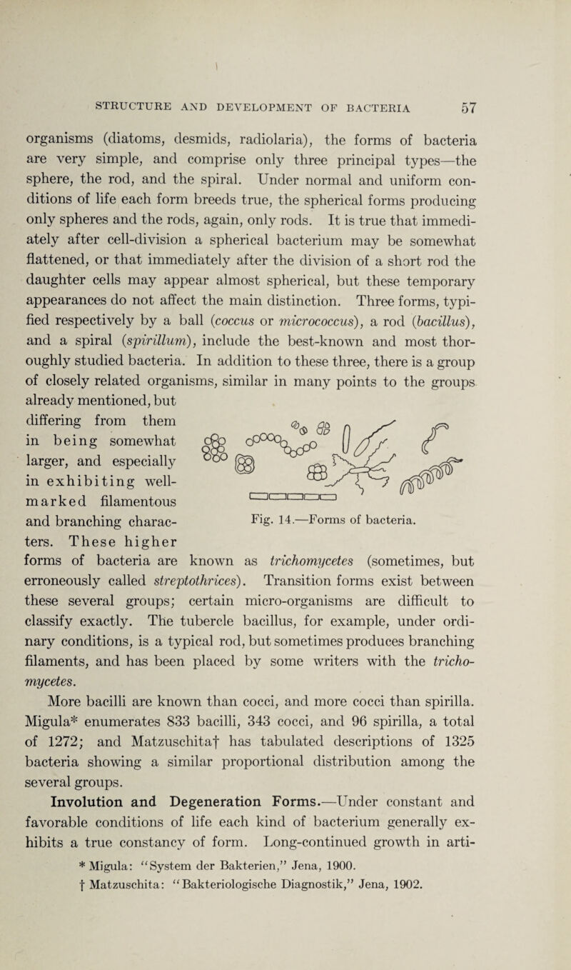 organisms (diatoms, desmids, radiolaria), the forms of bacteria are very simple, and comprise only three principal types—the sphere, the rod, and the spiral. Under normal and uniform con¬ ditions of life each form breeds true, the spherical forms producing only spheres and the rods, again, only rods. It is true that immedi¬ ately after cell-division a spherical bacterium may be somewhat flattened, or that immediately after the division of a short rod the daughter cells may appear almost spherical, but these temporary appearances do not affect the main distinction. Three forms, typi¬ fied respectively by a ball (coccus or micrococcus), a rod (bacillus), and a spiral (spirillum), include the best-known and most thor¬ oughly studied bacteria. In addition to these three, there is a group of closely related organisms, similar in many points to the groups already mentioned, but differing from them in being somewhat larger, and especially in exhibiting well- marked filamentous and branching charac¬ ters. These higher forms of bacteria are known as trichomycetes (sometimes, but erroneously called streptothrices). Transition forms exist between these several groups; certain micro-organisms are difficult to classify exactly. The tubercle bacillus, for example, under ordi¬ nary conditions, is a typical rod, but sometimes produces branching filaments, and has been placed by some writers with the tricho¬ mycetes. More bacilli are known than cocci, and more cocci than spirilla. Migula* enumerates 833 bacilli, 343 cocci, and 96 spirilla, a total of 1272; and Matzuschitaf has tabulated descriptions of 1325 bacteria showing a similar proportional distribution among the several groups. Involution and Degeneration Forms.—Under constant and favorable conditions of life each kind of bacterium generally ex¬ hibits a true constancy of form. Long-continued growth in arti- * Migula: “ System der Bakterien,” Jena, 1900. f Matzuschita: “Bakteriologische Diagnostik,” Jena, 1902. Fig. 14.—Forms of bacteria.