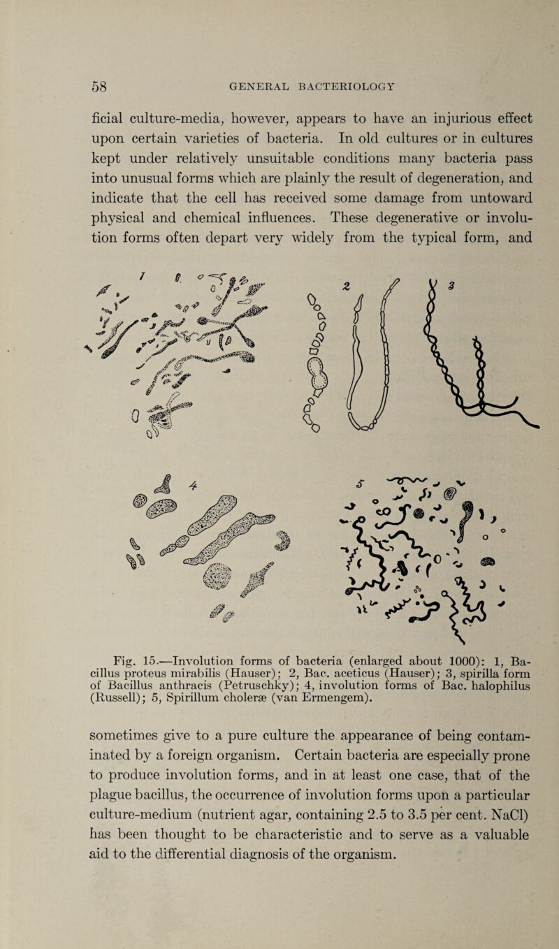 ficial culture-media, however, appears to have an injurious effect upon certain varieties of bacteria. In old cultures or in cultures kept under relatively unsuitable conditions many bacteria pass into unusual forms which are plainly the result of degeneration, and indicate that the cell has received some damage from untoward physical and chemical influences. These degenerative or involu¬ tion forms often depart very widely from the typical form, and Fig. 15.-—Involution forms of bacteria (enlarged about 1000): 1, Ba¬ cillus proteus mirabilis (Hauser); 2, Bac. aceticus (Hauser); 3, spirilla form of Bacillus anthracis (Petruschky); 4, involution forms of Bac. halophilus (Poissell); 5, Spirillum cholerse (van Ermengem). sometimes give to a pure culture the appearance of being contam¬ inated by a foreign organism. Certain bacteria are especially prone to produce involution forms, and in at least one case, that of the plague bacillus, the occurrence of involution forms upon a particular culture-medium (nutrient agar, containing 2.5 to 3.5 per cent. NaCl) has been thought to be characteristic and to serve as a valuable aid to the differential diagnosis of the organism.