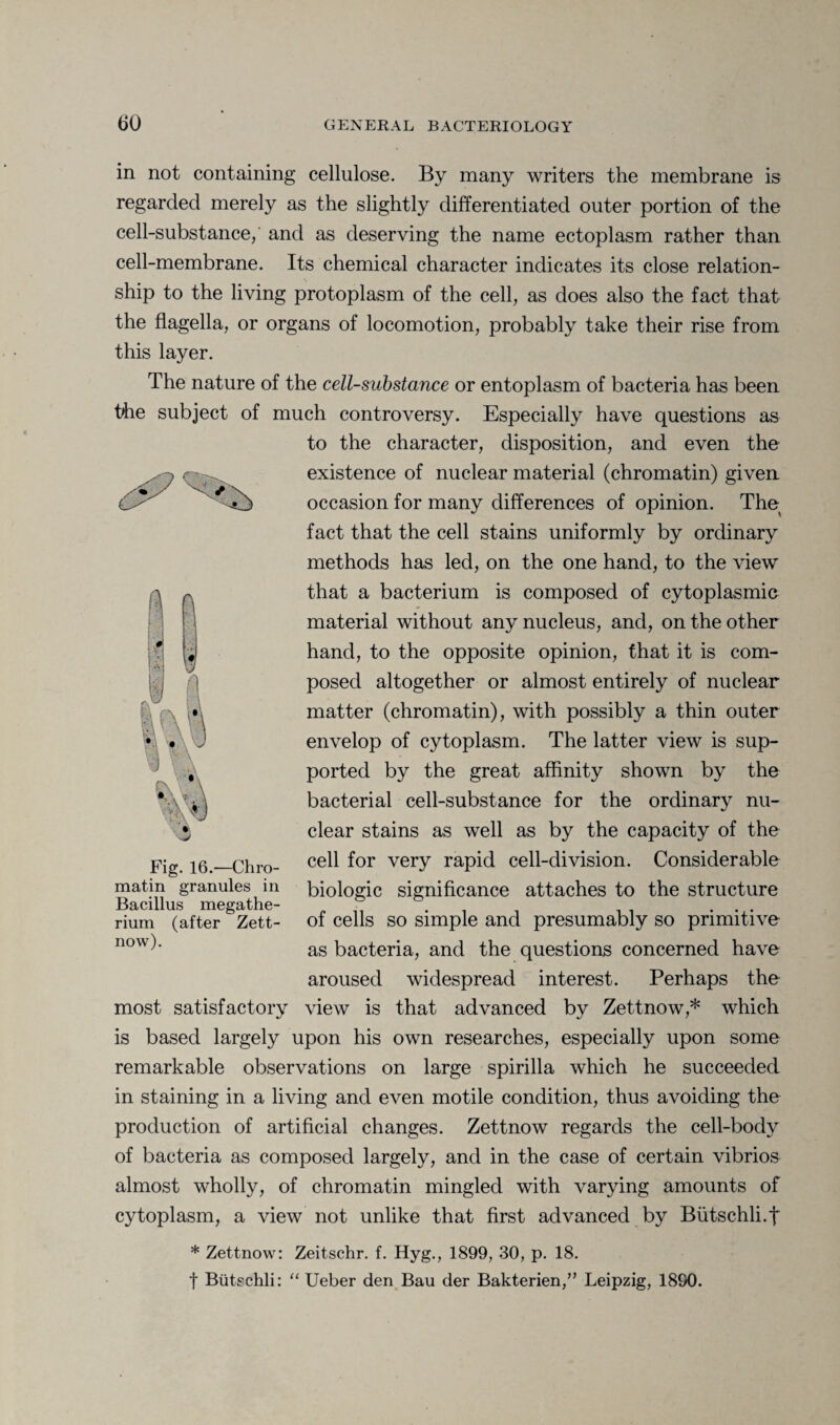 in not containing cellulose. By many writers the membrane is regarded merely as the slightly differentiated outer portion of the cell-substance/ and as deserving the name ectoplasm rather than cell-membrane. Its chemical character indicates its close relation¬ ship to the living protoplasm of the cell, as does also the fact that the flagella, or organs of locomotion, probably take their rise from this layer. ? 'L The nature of the cell-substance or entoplasm of bacteria has been hhe subject of much controversy. Especially have questions as to the character, disposition, and even the existence of nuclear material (chromatin) given occasion for many differences of opinion. The fact that the cell stains uniformly by ordinary methods has led, on the one hand, to the view that a bacterium is composed of cytoplasmic material without any nucleus, and, on the other hand, to the opposite opinion, that it is com¬ posed altogether or almost entirely of nuclear matter (chromatin), with possibly a thin outer envelop of cytoplasm. The latter view is sup¬ ported by the great affinity shown by the bacterial cell-substance for the ordinary nu¬ clear stains as well as by the capacity of the cell for very rapid cell-division. Considerable biologic significance attaches to the structure of cells so simple and presumably so primitive as bacteria, and the questions concerned have aroused widespread interest. Perhaps the most satisfactory view is that advanced by Zettnow,* which is based largely upon his own researches, especially upon some remarkable observations on large spirilla which he succeeded in staining in a living and even motile condition, thus avoiding the production of artificial changes. Zettnow regards the cell-body of bacteria as composed largely, and in the case of certain vibrios almost wholly, of chromatin mingled with varying amounts of cytoplasm, a view not unlike that first advanced by Butschli.f Fig. 16.—Chro¬ matin granules in Bacillus megathe¬ rium (after Zett¬ now). * Zettnow: Zeitschr. f. Hyg., 1899, 30, p. 18. f Biitschli: “ Ueber den Bau der Bakterien,” Leipzig, 1890.