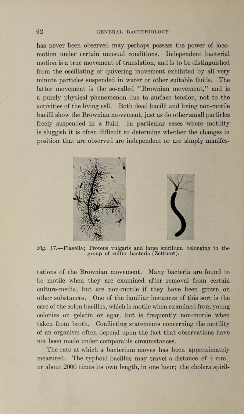 has never been observed may perhaps possess the power of loco¬ motion under certain unusual conditions. Independent bacterial motion is a true movement of translation, and is to be distinguished from the oscillating or quivering movement exhibited by all very minute particles suspended in water or other suitable fluids. The latter movement is the so-called “Brownian movement/’ and is a purely physical phenomenon due to surface tension, not to the activities of the living cell. Both dead bacilli and living non-mo tile bacilli show the Brownian movement, just as do other small particles freely suspended in a fluid. In particular cases where motility is sluggish it is often difficult to determine whether the changes in position that are observed are independent or are simply manifes- Fig. 17.—Flagella; Proteus vulgaris and large spirillum belonging to the group of sulfur bacteria (Zettnow). tations of the Brownian movement. Many bacteria are found to be motile when they are examined after removal from certain culture-media, but are non-motile if they have been grown on other substances. One of the familiar instances of this sort is the case of the colon bacillus, which is motile when examined from young colonies on gelatin or agar, but is frequently non-motile when taken from broth. Conflicting statements concerning the motility of an organism often depend upon the fact that observations have not been made under comparable circumstances. The rate at which a bacterium moves has been approximately measured. The typhoid bacillus may travel a distance of 4 mm., or about 2000 times its own length, in one hour; the cholera spiril-
