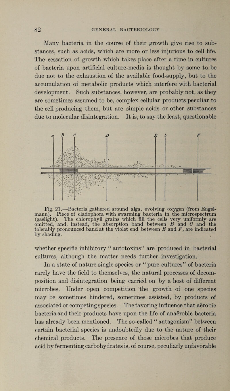 Many bacteria in the course of their growth give rise to sub¬ stances, such as acids, which are more or less injurious to cell life. The cessation of growth which takes place after a time in cultures of bacteria upon artificial culture-media is thought by some to be due not to the exhaustion of the available food-supply, but to the accumulation of metabolic products which interfere with bacterial development. Such substances, however, are probably not, as they are sometimes assumed to be, complex cellular products peculiar to the cell producing them, but are simple acids or other substances due to molecular disintegration. It is, to say the least, questionable Fig. 21.—Bacteria gathered around alga, evolving oxygen (from Engel- mann). Piece of cladophora with swarming bacteria in the microspectrum (gaslight). The chlorophyll grains which fill the cells very uniformly are omitted, and, instead, the absorption band between B and C and the tolerably pronounced band at the violet end between E and F, are indicated by shading. whether specific inhibitory “ autotoxins” are produced in bacterial cultures, although the matter needs further investigation. In a state of nature single species or “ pure cultures” of bacteria rarely have the field to themselves, the natural processes of decom¬ position and disintegration being carried on by a host of different microbes. Under open competition the growth of one species may be sometimes hindered, sometimes assisted, by products of associated or competing species. The favoring influence that aerobic bacteria and their products have upon the life of anaerobic bacteria has already been mentioned. The so-called “ antagonism” between certain bacterial species is undoubtedly due to the nature of their chemical products. The presence of those microbes that produce acid by fermenting carbohydrates is, of course, peculiarly unfavorable
