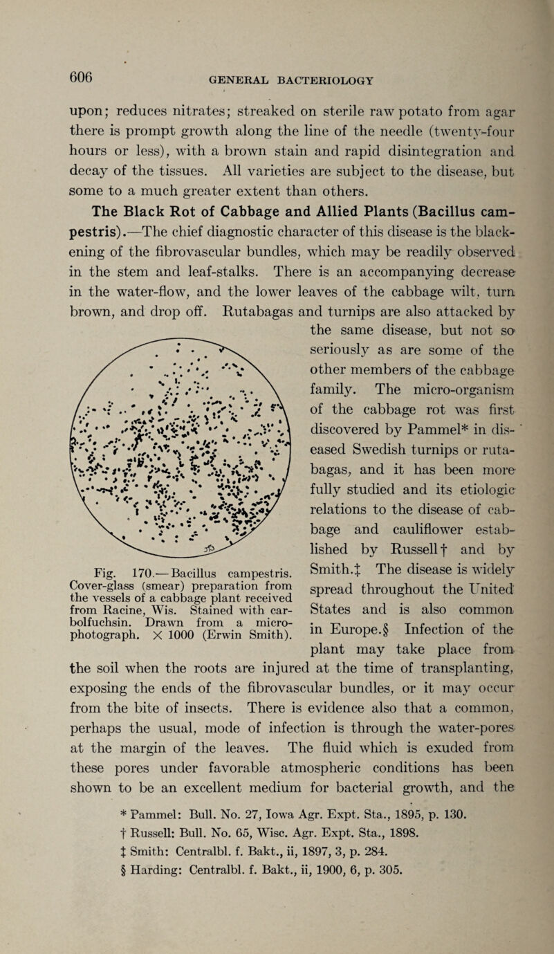 upon; reduces nitrates; streaked on sterile raw potato from agar there is prompt growth along the line of the needle (twenty-four hours or less), with a brown stain and rapid disintegration and decay of the tissues. All varieties are subject to the disease, but some to a much greater extent than others. The Black Rot of Cabbage and Allied Plants (Bacillus cam- pestris).—The chief diagnostic character of this disease is the black¬ ening of the fibrovascular bundles, which may be readily observed in the stem and leaf-stalks. There is an accompanying decrease in the water-flow, and the lower leaves of the cabbage wilt, turn brown, and drop off. Rutabagas and turnips are also attacked by the same disease, but not SO' seriously as are some of the other members of the cabbage family. The micro-organism of the cabbage rot was first discovered by Pammel* in dis¬ eased Swedish turnips or ruta¬ bagas, and it has been more fully studied and its etiologic relations to the disease of cab¬ bage and cauliflower estab¬ lished by Russell f and by Smith.% The disease is widely spread throughout the United States and is also common in Europe.§ Infection of the plant may take place from the soil when the roots are injured at the time of transplanting, exposing the ends of the fibrovascular bundles, or it may occur from the bite of insects. There is evidence also that a common, perhaps the usual, mode of infection is through the water-pores- at the margin of the leaves. The fluid which is exuded from these pores under favorable atmospheric conditions has been shown to be an excellent medium for bacterial growth, and the * Pammel: Bull. No. 27, Iowa Agr. Expt. Sta., 1895, p. 130. t Russell: Bull. No. 65, Wise. Agr. Expt. Sta., 1898. J Smith: Centralbl. f. Bakt., ii, 1897, 3, p. 284. § Harding: Centralbl. f. Bakt., ii, 1900, 6, p. 305. Fig. 170.— Bacillus campestris. Cover-glass (smear) preparation from the vessels of a cabbage plant received from Racine, Wis. Stained with car- bolfuchsin. Drawn from a micro¬ photograph. X 1000 (Erwin Smith).