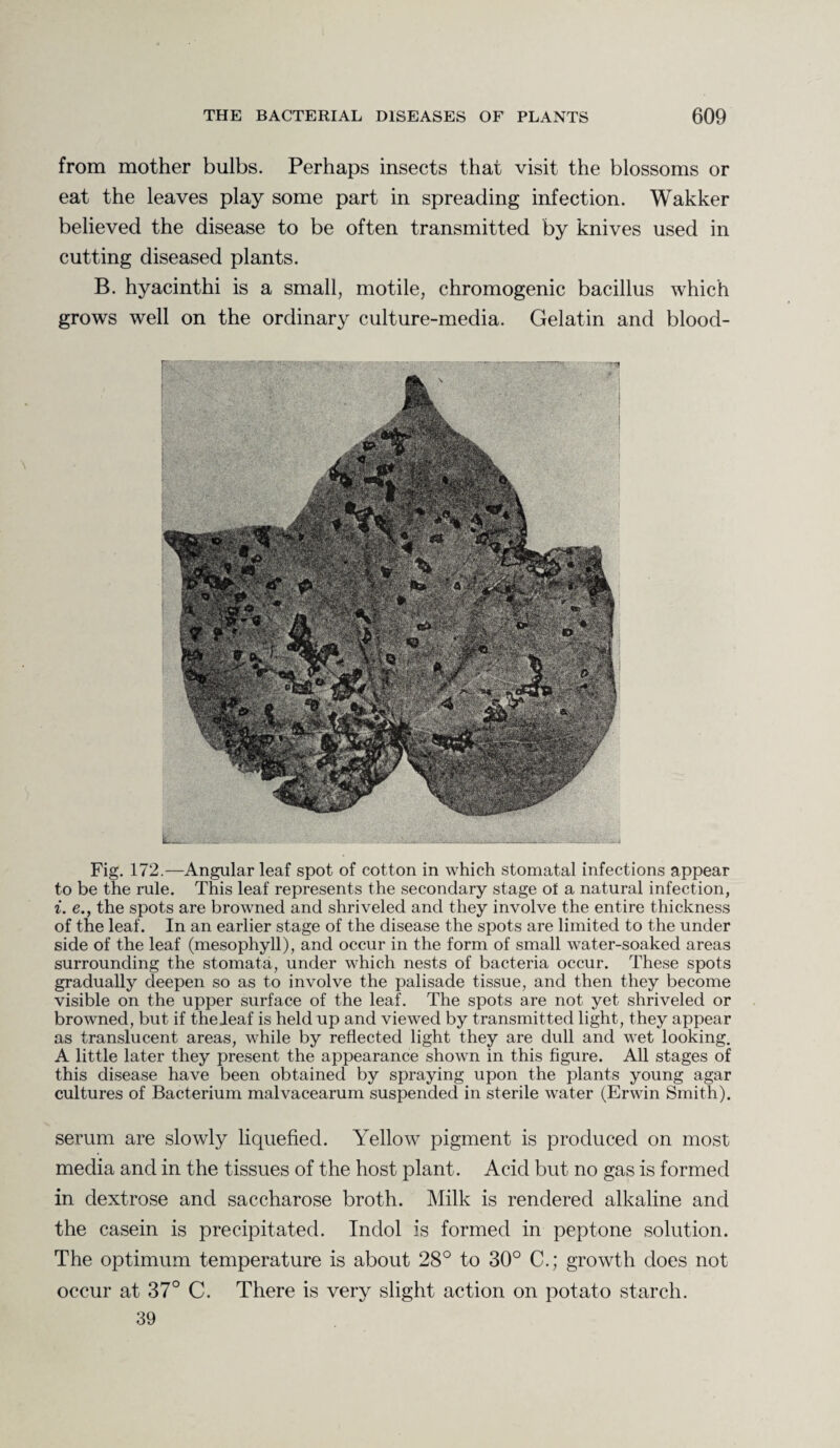 from mother bulbs. Perhaps insects that visit the blossoms or eat the leaves play some part in spreading infection. Wakker believed the disease to be often transmitted by knives used in cutting diseased plants. B. hyacinthi is a small, motile, chromogenic bacillus which grows well on the ordinary culture-media. Gelatin and blood- Fig. 172.—Angular leaf spot of cotton in which stomatal infections appear to be the rule. This leaf represents the secondary stage of a natural infection, i. e., the spots are browned and shriveled and they involve the entire thickness of the leaf. In an earlier stage of the disease the spots are limited to the under side of the leaf (mesophyll), and occur in the form of small water-soaked areas surrounding the stomata, under which nests of bacteria occur. These spots gradually deepen so as to involve the palisade tissue, and then they become visible on the upper surface of the leaf. The spots are not yet shriveled or browned, but if theleaf is held up and viewed by transmitted light, they appear as translucent areas, while by reflected light they are dull and wet looking. A little later they present the appearance shown in this figure. All stages of this disease have been obtained by spraying upon the plants young agar cultures of Bacterium malvacearum suspended in sterile water (Erwin Smith). serum are slowly liquefied. Yellow pigment is produced on most media and in the tissues of the host plant. Acid but no gas is formed in dextrose and saccharose broth. Milk is rendered alkaline and the casein is precipitated. Indol is formed in peptone solution. The optimum temperature is about 28° to 30° C.; growth does not occur at 37° C. There is very slight action on potato starch. 39