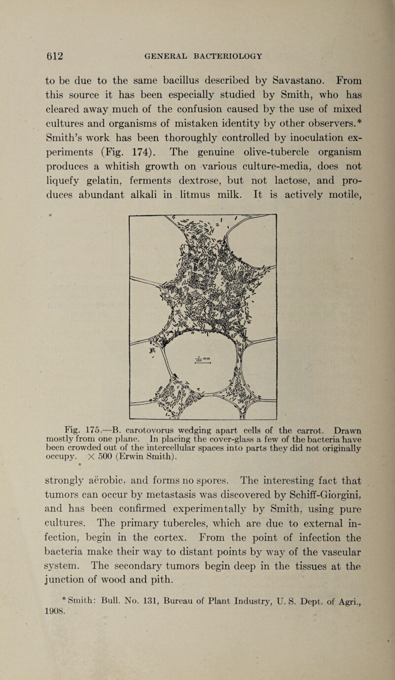 to be due to the same bacillus described by Savastano. From this source it has been especially studied by Smith, who has cleared away much of the confusion caused by the use of mixed cultures and organisms of mistaken identity by other observers.* Smith’s work has been thoroughly controlled by inoculation ex¬ periments (Fig. 174). The genuine olive-tubercle organism produces a whitish growth on various culture-media, does not liquefy gelatin, ferments dextrose, but not lactose, and pro¬ duces abundant alkali in litmus milk. It is actively motile, Fig. 175.—B. carotovorus wedging apart cells of the carrot. Drawn mostly from one plane. In placing the cover-glass a few of the bacteria have been crowded out of the intercellular spaces into parts they did not originally occupy. X 500 (Erwin Smith). strongly aerobic, and forms no spores. The interesting fact that tumors can occur by metastasis was discovered by Schiff-Giorgini, and has been confirmed experimentally by Smith, using pure cultures. The primary tubercles, which are due to external in¬ fection, begin in the cortex. From the point of infection the bacteria make their way to distant points by way of the vascular system. The secondary tumors begin deep in the tissues at the junction of wood and pith. * Smith: Bull. No. 131, Bureau of Plant Industry, U. S. Dept, of Agri., 1908.