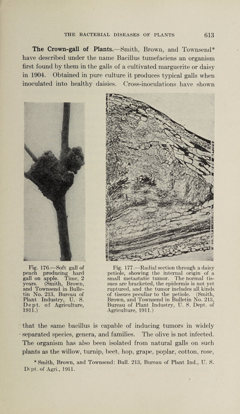 The Crown-gall of Plants.—Smith, Brown, and Townsend* have described under the name Bacillus tumefaciens an organism first found by them in the galls of a cultivated marguerite or daisy in 1904. Obtained in pure culture it produces typical galls when inoculated into healthy daisies. Cross-inoculations have shown Fig. 176.-—Soft gall of peach producing hard gall on apple. Time, 2 years. (Smith, Brown, and Townsend in Bulle¬ tin No. 213, Bureau of Plant Industry, U. S. Dept, of Agriculture, 1911.) Fig. 177.—Radial section through a daisy petiole, showing the internal origin of a small metastatic tumor. The normal tis¬ sues are bracketed, the epidermis is not yet ruptured, and the tumor includes all kinds of tissues peculiar to the petiole. (Smith, Brown, and Townsend in Bulletin No. 213, Bureau of Plant Industry, U. S. Dept, of Agriculture, 1911.) that the same bacillus is capable of inducing tumors in widely ' separated species, genera, and families. The olive is not infected. The organism has also been isolated from natural galls on such plants as the willow, turnip, beet, hop, grape, poplar, cotton, rose, * Smith, Brown, and Townsend: Bull. 213, Bureau of Plant Ind., U. S. Dept, of Agri., 1911.