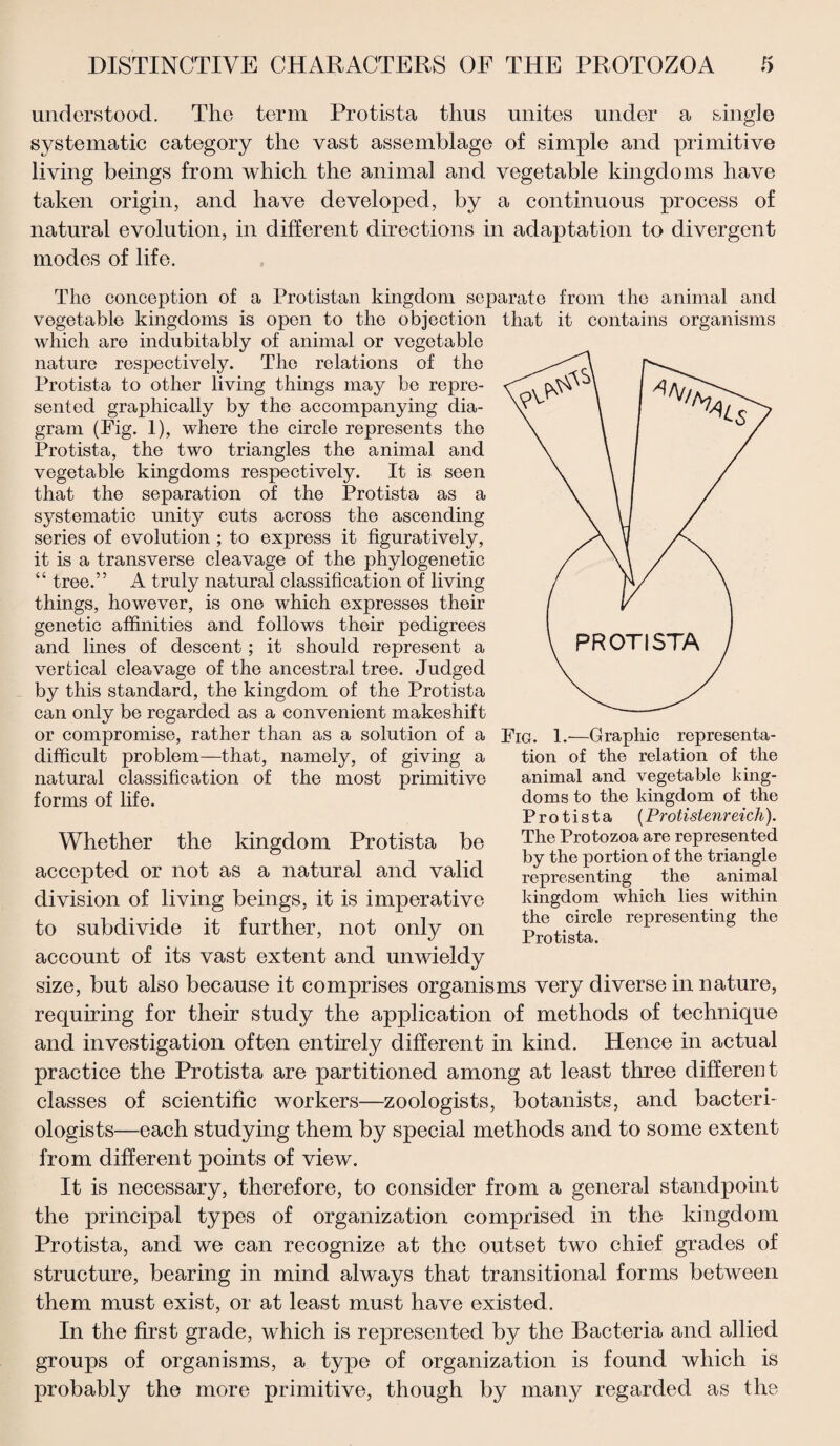 understood. The term Protista thus unites under a single systematic category the vast assemblage of simple and primitive living beings from which the animal and vegetable kingdoms have taken origin, and have developed, by a continuous process of natural evolution, in different directions in adaptation to divergent modes of life. The conception of a Protistan kingdom separate from the animal and vegetable kingdoms is open to the objection which are indubitably of animal or vegetable nature respectively. The relations of the Protista to other living things may be repre¬ sented graphically by the accompanying dia¬ gram (Fig. 1), where the circle represents the Protista, the two triangles the animal and vegetable kingdoms respectively. It is seen that the separation of the Protista as a systematic unity cuts across the ascending series of evolution ; to express it figuratively, it is a transverse cleavage of the phylogenetic “ tree.” A truly natural classification of living things, however, is one which expresses their genetic affinities and follows their pedigrees and lines of descent; it should represent a vertical cleavage of the ancestral tree. Judged by this standard, the kingdom of the Protista can only be regarded as a convenient makeshift or compromise, rather than as a solution of a difficult problem—that, namely, of giving a natural classification of the most primitive forms of life. Whether the kingdom Protista be accepted or not as a natural and valid division of living beings, it is imperative to subdivide it further, not only on account of its vast extent and unwieldy size, but also because it comprises organisms very diverse in nature, requiring for their study the application of methods of technique and investigation often entirely different in kind. Hence in actual practice the Protista are partitioned among at least three different classes of scientific workers—zoologists, botanists, and bacteri¬ ologists—each studying them by special methods and to some extent from different points of view. It is necessary, therefore, to consider from a general standpoint the principal types of organization comprised in the kingdom Protista, and we can recognize at the outset two chief grades of structure, bearing in mind always that transitional forms between them must exist, or at least must have existed. In the first grade, which is represented by the Bacteria and allied groups of organisms, a type of organization is found which is probably the more primitive, though by many regarded as the tliat it contains organisms Fig. 1.—Graphic representa¬ tion of the relation of the animal and vegetable king¬ doms to the kingdom of the Protista (Protistenreich). The Protozoa are represented by the portion of the triangle representing the animal kingdom which lies within the circle representing the Protista.