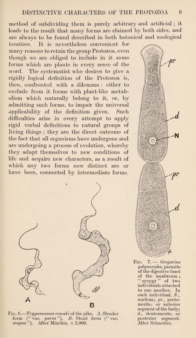 method of subdividing them is purely arbitrary and artificial ; it leads to the result that many forms are claimed by both sides, and are always to be found described in both botanical and zoological treatises. It is nevertheless convenient for many reasons to retain the group Protozoa, even though we are obliged to include in it some forms which are plants in every sense of the word. The systematist who desires to give a rigidly logical definition of the Protozoa is, then, confronted with a dilemma : either to exclude from it forms with plant-like metab¬ olism which naturally belong to it, or, bv admitting such forms, to impair the universal applicability of the definition given. Such difficulties arise in every attempt to apply rigid verbal definitions to natural groups of living things ; they are the direct outcome of the fact that all organisms have undergone and are undergoing a process of evolution, whereby they adapt themselves to new conditions of life and acquire new characters, as a result of which any two forms now distinct are or have been, connected by intermediate forms. A B Fig. 6.—Trypanosoma rcmaki of the pike. A, Slender form (“ var. parva ”). B, Stout form (“ var. magna ”). After Minchin, x 2,000. of the digestive tract of the mealworm ; “ syzygy ” of two individuals attached to one another. In each individual, N., nucleus; pr., proto- merite, or anterior segment of the body; d., cleutomerite, or posterior segment. After Schneider.