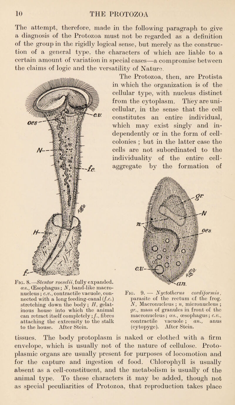 The attempt, therefore, made in the following paragraph to give a diagnosis of the Protozoa must not be regarded as a definition of the group in the rigidly logical sense, but merely as the construc¬ tion of a general type, the characters of which are liable to a certain amount of variation in special cases—a compromise between the claims of logic and the versatility of Nature. Fig. 8.—Stentor roeseZ w, fully expanded. cbs., (Esophagus; N, band-like macro- nucleus ; c.v., contractile vacuole, con¬ nected with a long feeding-canal (/.c.) stretching down the body; Ii, gelat¬ inous house into which the animal can retract itself completelyfibres attaching the extremity to the stalk to the house. After Stein. The Protozoa, then, are Protista in which the organization is of the cellular type, with nucleus distinct from the cytoplasm. They are uni¬ cellular, in the sense that the cell constitutes an entire individual, which may exist singly and in¬ dependently or in the form of cell- colonies ; but in the latter case the cells are not subordinated to the individuality of the entire cell- aggregate by the formation of Fig. 9. — Nyciotherus cordijormis, parasite of the rectum cf the frog. N, Macronucleus ; n, micronucleus ; gr., mass of granules in front of the macronucleus; cbs., oesophagus; c.v., contractile vacuole ; an., anus (cytopyge). After Stein. tissues. The body protoplasm is naked or clothed with a firm envelope, which is usually not of the nature of cellulose. Proto¬ plasmic organs are usually present for purposes of locomotion and for the capture and ingestion of food. Chlorophyll is usually absent as a cell-constituent, and the metabolism is usually of the animal type. To these characters it may be added, though not as special peculiarities of Protozoa, that reproduction takes place