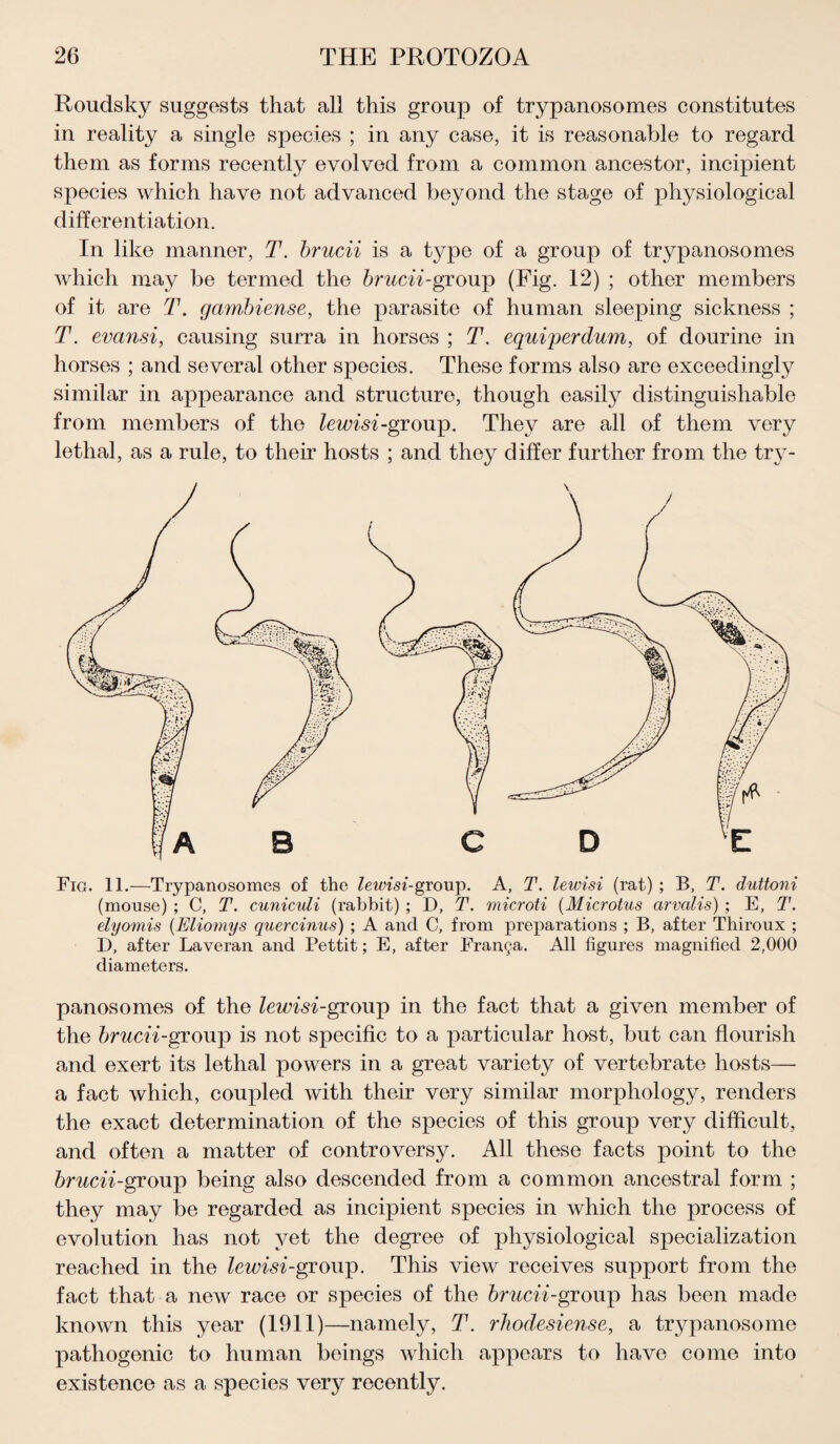 Roudsky suggests that all this group of trypanosomes constitutes in reality a single species ; in any case, it is reasonable to regard them as forms recently evolved from a common ancestor, incipient species which have not advanced beyond the stage of physiological differentiation. In like manner, T. brucii is a type of a group of trypanosomes which may be termed the brucii-group (Fig. 12) ; other members of it are T. gambiense, the parasite of human sleeping sickness ; T. evansi, causing surra in horses ; T. equiperdum, of dourine in horses ; and several other species. These forms also are exceedingly similar in appearance and structure, though easily distinguishable from members of the lewisi-group. They are all of them very lethal, as a rule, to their hosts ; and they differ further from the try- Fig. 11.—Trypanosomes of the lewisi-group. A, T. lewisi (rat) ; B, T. duttoni (mouse) ; C, T. cuniculi (rabbit) ; D, T. microti (Microtus arvalis) ; E, T. elyomis (Eliomys quercinus) ; A and C, from preparations ; B, after Thiroux ; D, after Laveran and Pettit; E, after Franca. All figures magnified 2,000 diameters. panosomes of the lewisi-group in the fact that a given member of the brucii-group is not specific to a particular host, but can flourish and exert its lethal powers in a great variety of vertebrate hosts—• a fact which, coupled with their very similar morphology, renders the exact determination of the species of this group very difficult, and often a matter of controversy. All these facts point to the brucii-group being also descended from a common ancestral form ; they may be regarded as incipient species in which the process of evolution has not yet the degree of physiological specialization reached in the lewisi-group. This view receives support from the fact that a new race or species of the brucii-group has been made known this year (1011)—namely, T. rhodesiense, a trypanosome pathogenic to human beings which appears to have come into existence as a species very recently.