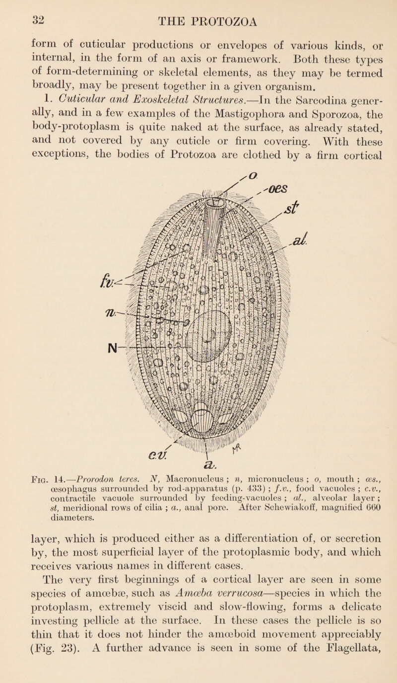 form of cuticular productions or envelopes of various kinds, or internal, in the form of an axis or framework. Both these types of form-determining or skeletal elements, as they may be termed broadly, may be present together in a given organism. 1. Cuticular and ExosJceletal Structures.—In the Sarcodina gener- ally, and in a few examples of the Mastigophora and Sporozoa, the body-protoplasm is quite naked at the surface, as already stated, and not covered by any cuticle or firm covering. With these exceptions, the bodies of Protozoa are clothed by a firm cortical sO. eL>. Fig. 14.—Prorodon teres. N, Macronucleus ; n, micronucleus ; o, mouth ; oes., oesophagus surrounded by rod-apparatus (p. 433) ; f.v., food vacuoles ; c.v., contractile vacuole surrounded by feeding-vacuoles ; at., alveolar layer ; st, meridional rows of cilia ; a., anal pore. After Schewiakoff, magnified 660 diameters. layer, which is produced either as a differentiation of, or secretion by, the most superficial layer of the protoplasmic body, and which receives various names in different cases. The very first beginnings of a cortical layer are seen in some species of amoebae, such as Amoeba verrucosa—species in which the protoplasm, extremely viscid and slow-floAving, forms a delicate investing pellicle at the surface. In these cases the pellicle is so thin that it does not hinder the amoeboid movement appreciably (Fig. 23). A further advance is seen in some of the Elagellata,