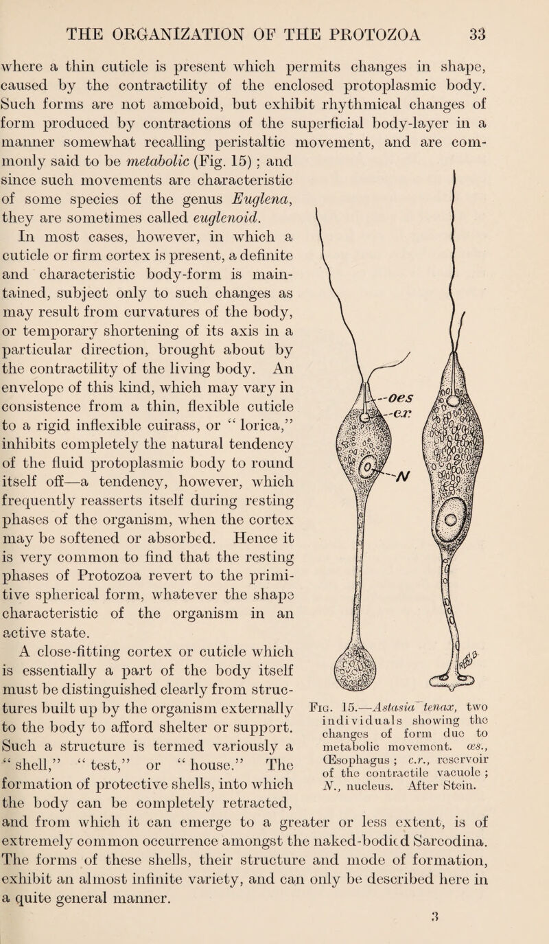 where a thin cuticle is present which permits changes in shape, caused by the contractility of the enclosed protoplasmic body. Such forms are not amoeboid, but exhibit rhythmical changes of form produced by contractions of the superficial body-layer in a manner somewhat recalling peristaltic movement, and are com¬ monly said to be metabolic (Fig. 15) ; and since such movements are characteristic of some species of the genus Euglena, they are sometimes called euglenoid. In most cases, however, in which a cuticle or firm cortex is present, a definite and characteristic body-form is main¬ tained, subject only to such changes as may result from curvatures of the body, or temporary shortening of its axis in a particular direction, brought about by the contractility of the living body. An envelope of this kind, which may vary in consistence from a thin, flexible cuticle to a rigid inflexible cuirass, or “ lorica,” inhibits completely the natural tendency of the fluid protoplasmic body to round itself off—a tendency, however, which frequently reasserts itself during resting phases of the organism, when the cortex may be softened or absorbed. Hence it is very common to find that the resting phases of Protozoa revert to the primi¬ tive spherical form, whatever the shape characteristic of the organism in an active state. A close-fitting cortex or cuticle which is essentially a part of the body itself must be distinguished clearly from struc¬ tures built up by the organism externally to the body to afford shelter or support. Such a structure is termed variously a shell/ test,” or “ house.” The Fig. 15.—Astasia' tenax, two individuals showing the changes of form due to metabolic movement, ces., (Esophagus ; c.r., reservoir of the contractile vacuole ; N., nucleus. After Stein. formation of protective shells, into which the body can be completely retracted, and from which it can emerge to a greater or less extent, is of extremely common occurrence amongst the naked-bodied Sarcodina. The forms of these shells, their structure and mode of formation, exhibit an almost infinite variety, and can only be described here in a quite general manner. 3