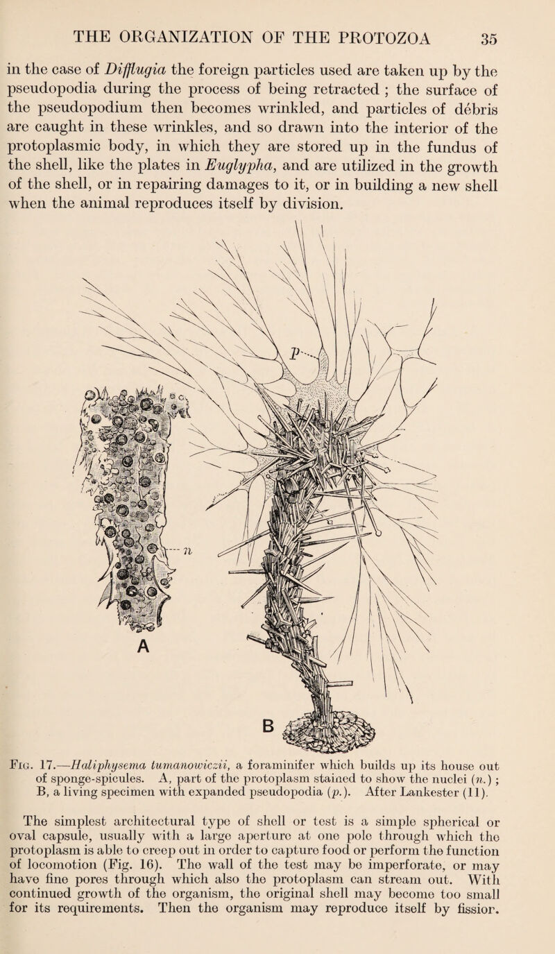 in the case of Difflugia the foreign particles used are taken up by the pseudopodia during the process of being retracted ; the surface of the pseudopodium then becomes wrinkled, and particles of debris are caught in these wrinkles, and so drawn into the interior of the protoplasmic body, in which they are stored up in the fundus of the shell, like the plates in Euglypha, and are utilized in the growth of the shell, or in repairing damages to it, or in building a new shell when the animal reproduces itself by division. Fig. 17.—Haliphysema lumanowiczii, a foraminifer which builds up its house out of sponge-spicules. A, part of the protoplasm stained to show the nuclei (n.) ; B, a living specimen with expanded pseudopodia (p.). After Lankester (11). The simplest architectural typo of shell or test is a simple spherical or oval capsule, usually with a large aperture at one polo through which the protoplasm is able to creep out in order to capture food or perform the function of locomotion (Fig. 16). The wall of the test may be imperforate, or may have fine pores through which also the protoplasm can stream out. With continued growth of the organism, the original shell may become too small for its requirements. Then the organism may reproduce itself by fissior.