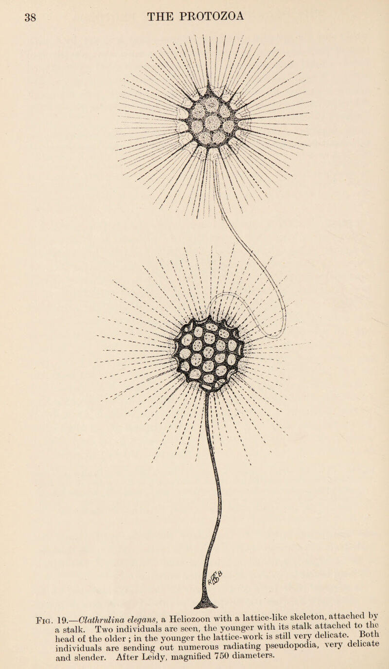 Fig. 19.—Glathrulina elegans, a Heliozoon with a lattice-like skeleton, attached by a stalk. Two individuals are seen, the younger with its stalk attached to t ic head of the older ; in the younger the lattice-work is still very delicate, -pot individuals are sending out numerous radiating pseudopodia, very delicate and slender. After Leidy, magnified 750 diameters.