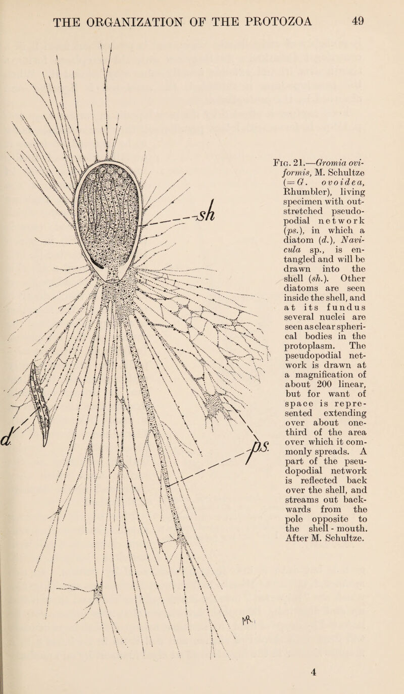 Fig. 21.—Gromia ovi- formis, M. Schultze ( = G. ovoidea, Rhumbler), living specimen with out¬ stretched pseudo- podial network (ps.), in which a diatom (d.), Navi- cula sp., is en¬ tangled and will be drawn into the shell (sh.). Other diatoms are seen inside the shell, and at its fundus several nuclei are seen as clear spheri¬ cal bodies in the protoplasm. The pseudopodial net¬ work is drawn at a magnification of about 200 linear, but for want of space is repre¬ sented extending over about one- third of the area over which it com¬ monly spreads. A part of the pseu¬ dopodial network is reflected back over the shell, and streams out back¬ wards from the pole opposite to the shell - mouth. After M. Schultze. * 4