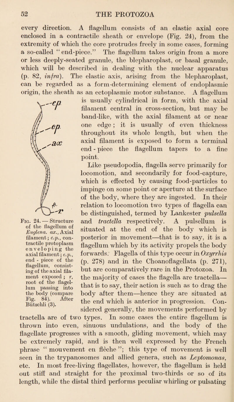 every direction. A flagellum consists of an elastic axial core enclosed in a contractile sheath or envelope (Fig. 24), from the extremity of which the core protrudes freely in some cases, forming a so-called “end-piece.” The flagellum takes origin from a more or less deeply-seated granule, the blepharoplast, or basal granule, which will be described in dealing with the nuclear apparatus (p. 82, infra). The elastic axis, arising from the blepharoplast, can be regarded as a form-determining element of endoplasmic origin, the sheath as an ectoplasmic motor substance. A flagellum is usually cylindrical in form, with the axial filament central in cross-section, but may be band-like, with the axial filament at or near one edge; it is usually of even thickness throughout its whole length, but when the axial filament is exposed to form a terminal end - piece the flagellum tapers to a fine point. Like pseudopodia, flagella serve primarily for locomotion, and secondarily for food-capture, which is effected by causing food-particles to impinge on some point or aperture at the surface of the body, where they are ingested. In their relation to locomotion two types of flagella can be distinguished, termed by Lankester pulsella and tractella respectively. A pulsellum is situated at the end of the body which is posterior in movement—that is to say, it is a flagellum which by its activity propels the body forwards. Flagella of this type occur in Oxyrrhis (p. 278) and in the Choanoflagellata (p. 271), but are comparatively rare in the Protozoa. In the majority of cases the flagella are tractella— that is to say, their action is such as to drag the body after them—hence they are situated at the end which is anterior in progression. Con¬ sidered generally, the movements performed by tractella are of two types. In some cases the entire flagellum is thrown into even, sinuous undulations, and the body of the flagellate progresses with a smooth, gliding movement, which may be extremely rapid, and is then well expressed by the French phrase “ mouvement en fleche this type of movement is well seen in the trypanosomes and allied genera, such as Leytomonas, etc. In most free-living flagellates, however, the flagellum is held out stiff and straight for the proximal two-thirds or so of its length, while the distal third performs peculiar whirling or pulsating w Fig. 24. — Structure of the flagellum of Euglena. ax., Axial filament; c.p., con¬ tractile protoplasm enveloping the axial filament; e.p., end - piece of the flagellum, consist¬ ing of the axial fila¬ ment exposed ; r, root of the flagel¬ lum passing into the body (compare Fig. 84). After Butschli (3).