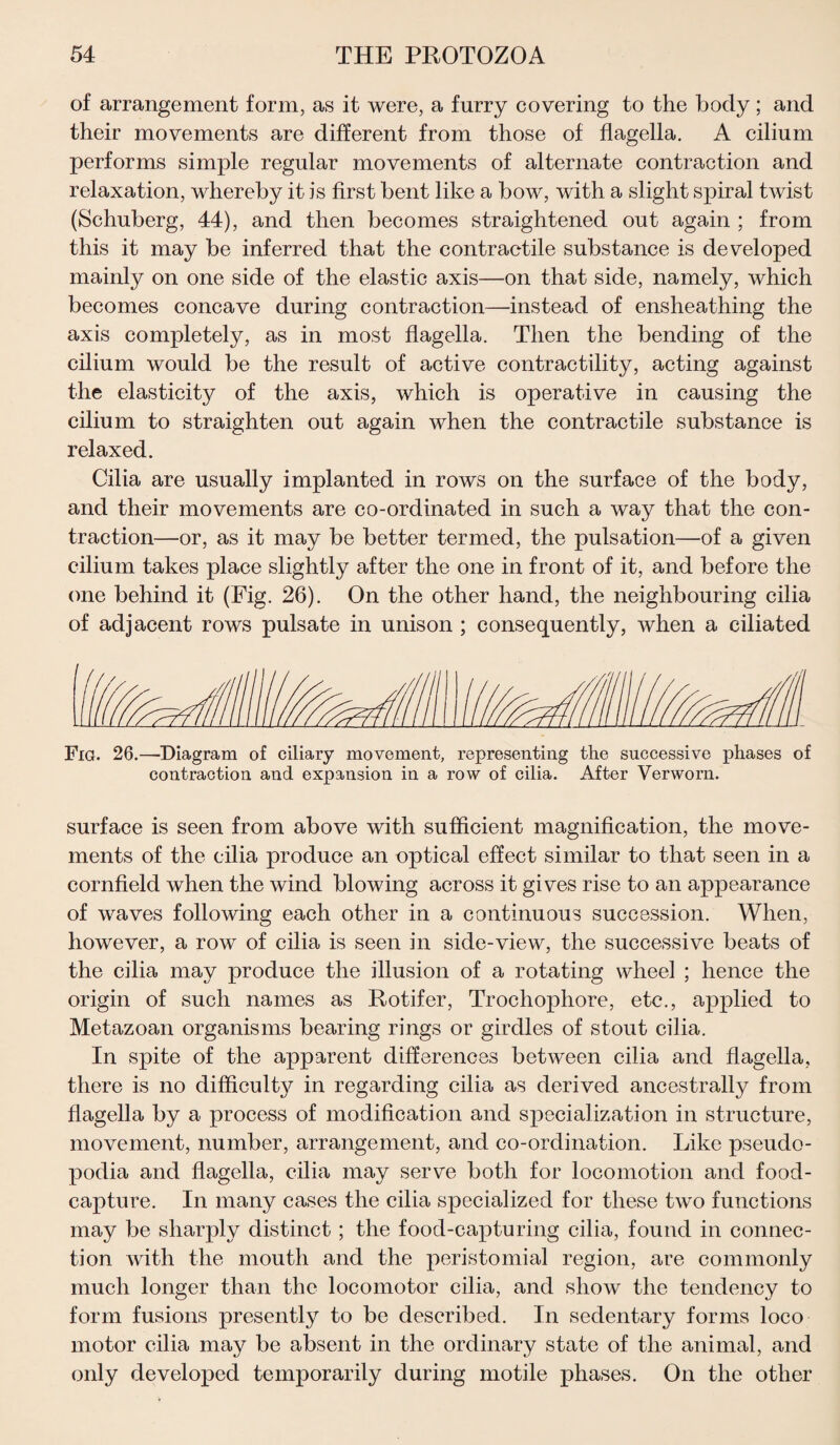 of arrangement form, as it were, a furry covering to the body; and their movements are different from those of flagella. A cilium performs simple regular movements of alternate contraction and relaxation, whereby it is first bent like a bow, with a slight spiral twist (Schuberg, 44), and then becomes straightened out again ; from this it may be inferred that the contractile substance is developed mainly on one side of the elastic axis—on that side, namely, which becomes concave during contraction—instead of ensheathing the axis completely, as in most flagella. Then the bending of the cilium would be the result of active contractility, acting against the elasticity of the axis, which is operative in causing the cilium to straighten out again when the contractile substance is relaxed. Cilia are usually implanted in rows on the surface of the body, and their movements are co-ordinated in such a way that the con¬ traction—or, as it may be better termed, the pulsation—of a given cilium takes place slightly after the one in front of it, and before the one behind it (Fig. 26). On the other hand, the neighbouring cilia of adjacent rows pulsate in unison ; consequently, when a ciliated Fig. 26.—Diagram of ciliary movement, representing the successive phases of contraction and expansion in a row of cilia. After Verworn. surface is seen from above with sufficient magnification, the move¬ ments of the cilia produce an optical effect similar to that seen in a cornfield when the wind blowing across it gives rise to an appearance of waves following each other in a continuous succession. When, however, a row of cilia is seen in side-view, the successive beats of the cilia may produce the illusion of a rotating wheel ; hence the origin of such names as Rotifer, Trochophore, etc., applied to Metazoan organisms bearing rings or girdles of stout cilia. In spite of the apparent differences between cilia and flagella, there is no difficulty in regarding cilia as derived ancestrally from flagella by a process of modification and specialization in structure, movement, number, arrangement, and co-ordination. Like pseudo¬ podia and flagella, cilia may serve both for locomotion and food- capture. In many cases the cilia specialized for these two functions may be sharply distinct ; the food-capturing cilia, found in connec¬ tion with the mouth and the peristomial region, are commonly much longer than the locomotor cilia, and show the tendency to form fusions presently to be described. In sedentary forms loco motor cilia may be absent in the ordinary state of the animal, and only developed temporarily during motile phases. On the other