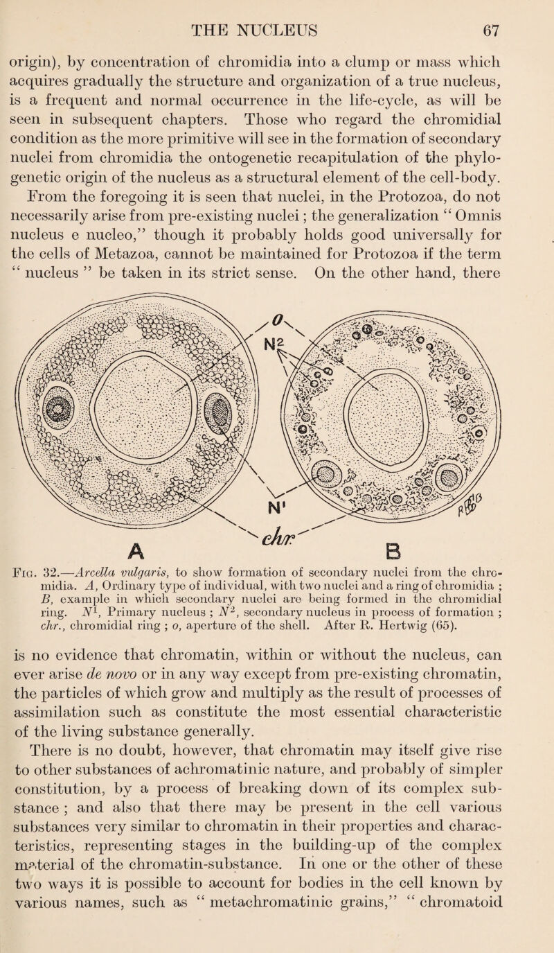 origin), by concentration of chromidia into a clump or mass which acquires gradually the structure and organization of a true nucleus, is a frequent and normal occurrence in the life-cycle, as will be seen in subsequent chapters. Those who regard the chromidial condition as the more primitive will see in the formation of secondary nuclei from chromidia the ontogenetic recapitulation of the phylo¬ genetic origin of the nucleus as a structural element of the cell-body. From the foregoing it is seen that nuclei, in the Protozoa, do not necessarily arise from pre-existing nuclei; the generalization “ Omnis nucleus e nucleo,” though it probably holds good universally for the cells of Metazoa, cannot be maintained for Protozoa if the term “ nucleus ” be taken in its strict sense. On the other hand, there Fig. 32.—Arcetta vulgaris, to show formation of secondary nuclei from the chro¬ midia. A, Ordinary type of individual, with two nuclei and a ring of chromidia ; B, example in which secondary nuclei are being formed in the chromidial ring. NL, Primary nucleus ; N2, secondary nucleus in process of formation ; chr., chromidial ring ; o, aperture of the shell. After It. Hertwig (65). is no evidence that chromatin, within or without the nucleus, can ever arise de novo or in any way except from pre-existing chromatin, the particles of which grow and multiply as the result of processes of assimilation such as constitute the most essential characteristic of the living substance generally. There is no doubt, however, that chromatin may itself give rise to other substances of achromatinic nature, and probably of simpler constitution, by a process of breaking down of its complex sub¬ stance ; and also that there may be present in the cell various substances very similar to chromatin in their properties and charac¬ teristics, representing stages in the building-up of the complex material of the chromatin-substance. In one or the other of these two ways it is possible to account for bodies in the cell known by various names, such as “ metachromatinic grains,” “ chromatoid