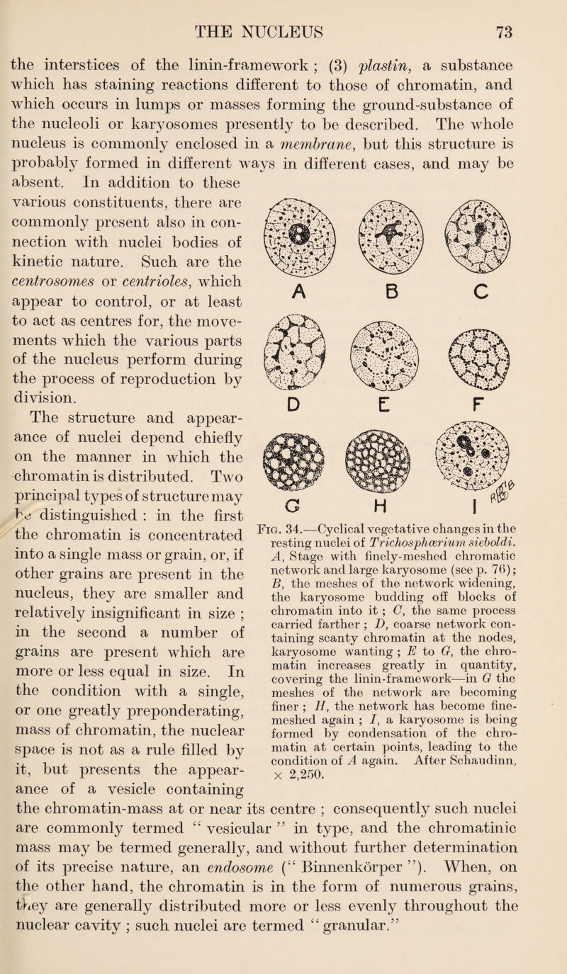 the interstices of the linin-framework; (3) plastin, a substance which has staining reactions different to those of chromatin, and which occurs in lumps or masses forming the ground-substance of the nucleoli or karyosomes presently to be described. The whole nucleus is commonly enclosed in a membrane, but this structure is probably formed in different ways in different cases, and may be absent. In addition to these various constituents, there are commonly present also in con¬ nection with nuclei bodies of kinetic nature. Such are the centrosomes or centrioles, which appear to control, or at least to act as centres for, the move¬ ments which the various parts of the nucleus perform during the process of reproduction by division. The structure and appear¬ ance of nuclei depend chiefly on the manner in which the chromatin is distributed. Two principal types of structure may bo distinguished : in the first the chromatin is concentrated into a single mass or grain, or, if other grains are present in the nucleus, they are smaller and relatively insignificant in size ; in the second a number of grains are present which are more or less equal in size. In the condition with a single, or one greatly preponderating, mass of chromatin, the nuclear space is not as a rule filled by it, but presents the appear- Fig. 34.-—Cyclical vegetative changes in the resting nuclei of Tridiosylicerium sieboldi. A, Stage with finely-meshed chromatic network and large karyosome (see p. 76); B, the meshes of the network widening, the karyosome budding off blocks of chromatin into it; G, the same process carried farther ; D, coarse network con¬ taining scanty chromatin at the nodes, karyosome wanting ; E to G, the chro¬ matin increases greatly in quantity, covering the linin-framework—in G the meshes of the network are becoming finer ; H, the network has become fine- meshed again ; /, a karyosome is being formed by condensation of the chro¬ matin at certain points, leading to the condition of A again. After Schaudinn, x 2,250. ance of a vesicle containing the chromatin-mass at or near its centre ; consequently such nuclei are commonly termed “ vesicular ” in type, and the chromatinic mass may be termed generally, and without further determination of its precise nature, an endosome (“ Binnenkorper ”). When, on the other hand, the chromatin is in the form of numerous grains, they are generally distributed more or less evenly throughout the nuclear cavity ; such nuclei are termed “ granular.”